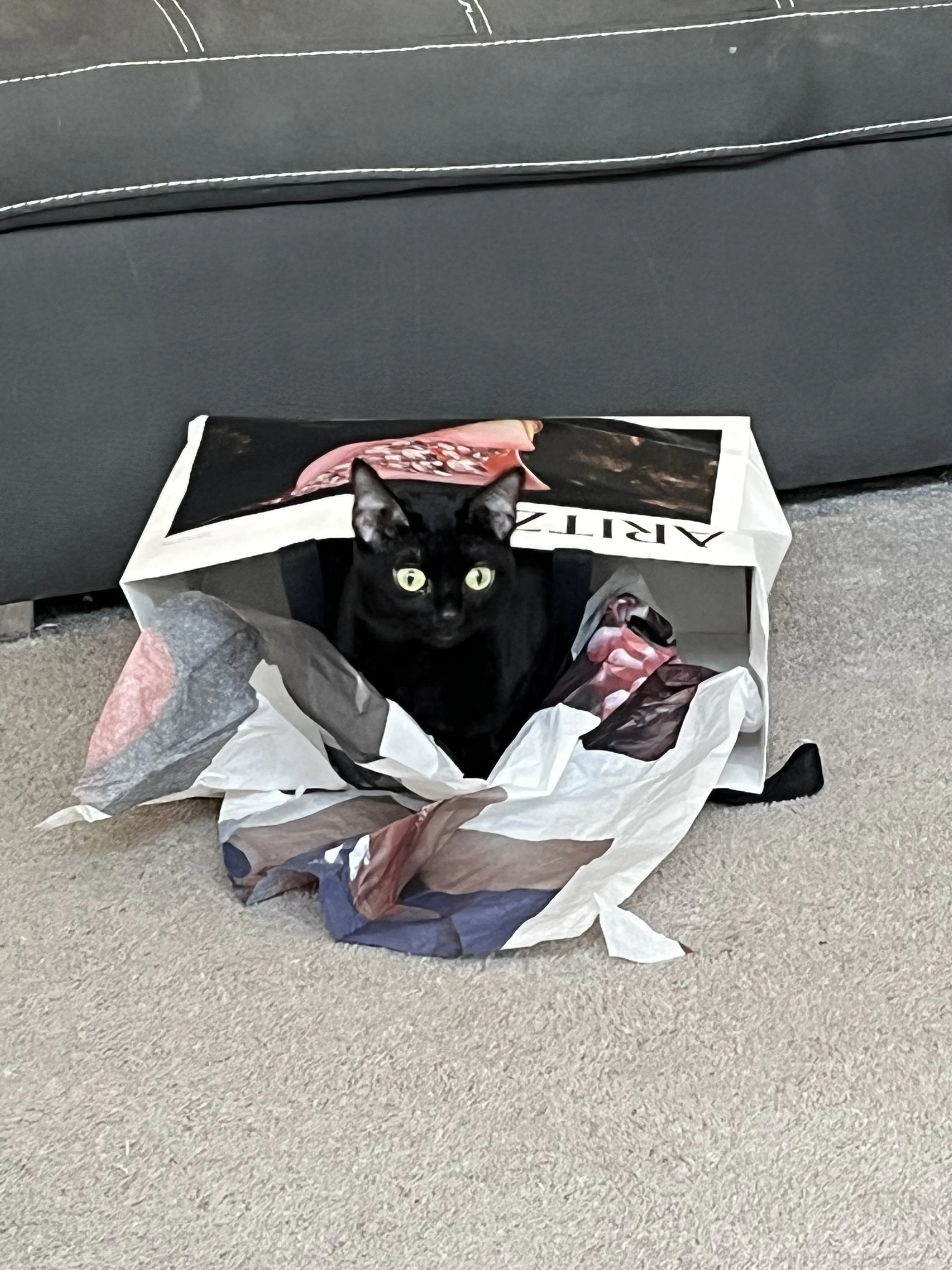 Black cat with yellow eyes sitting inside a crumpled plastic shopping bag on a carpeted floor.
