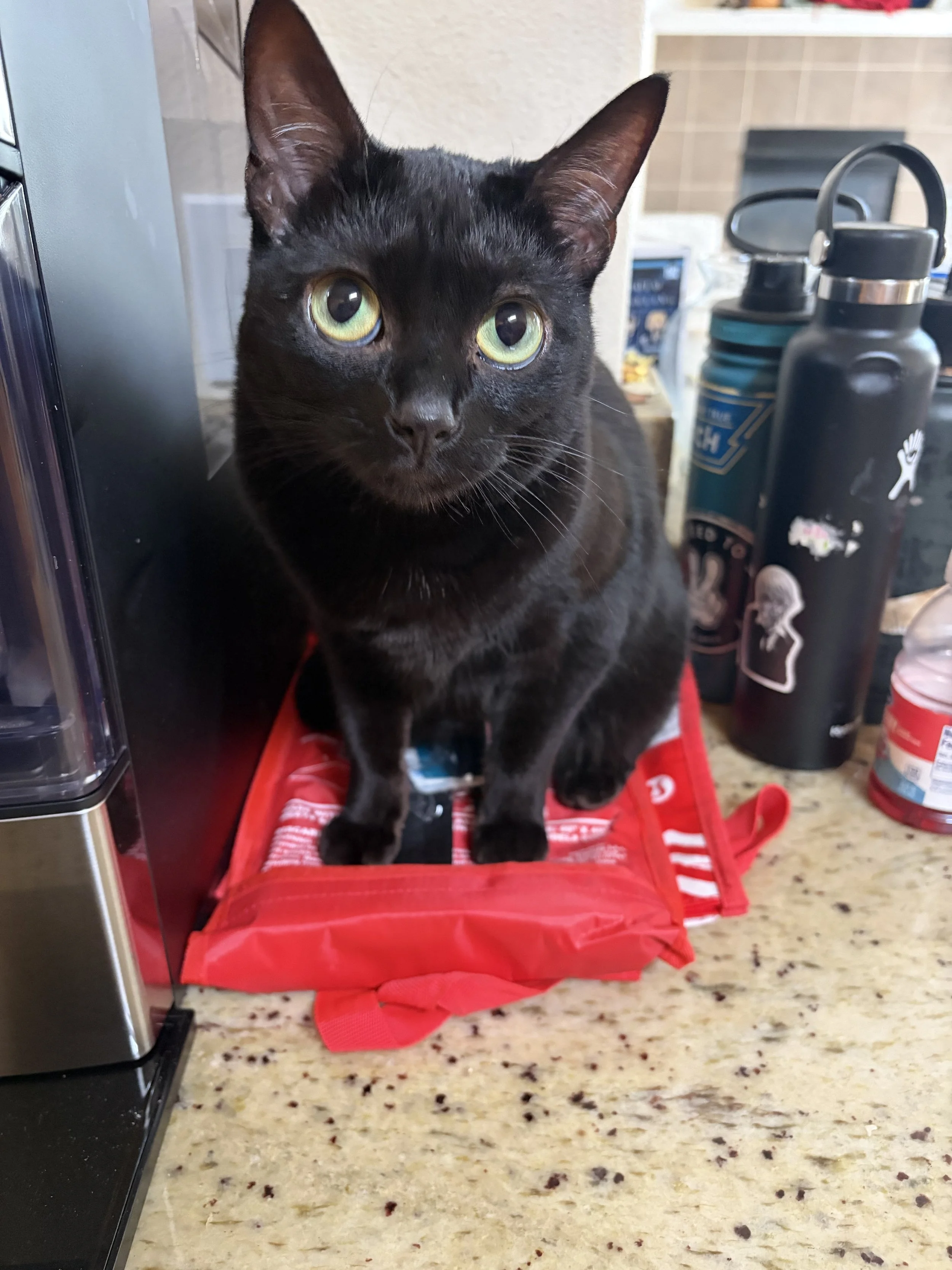 A black cat with yellow-green eyes sitting on a red bag on a kitchen countertop.