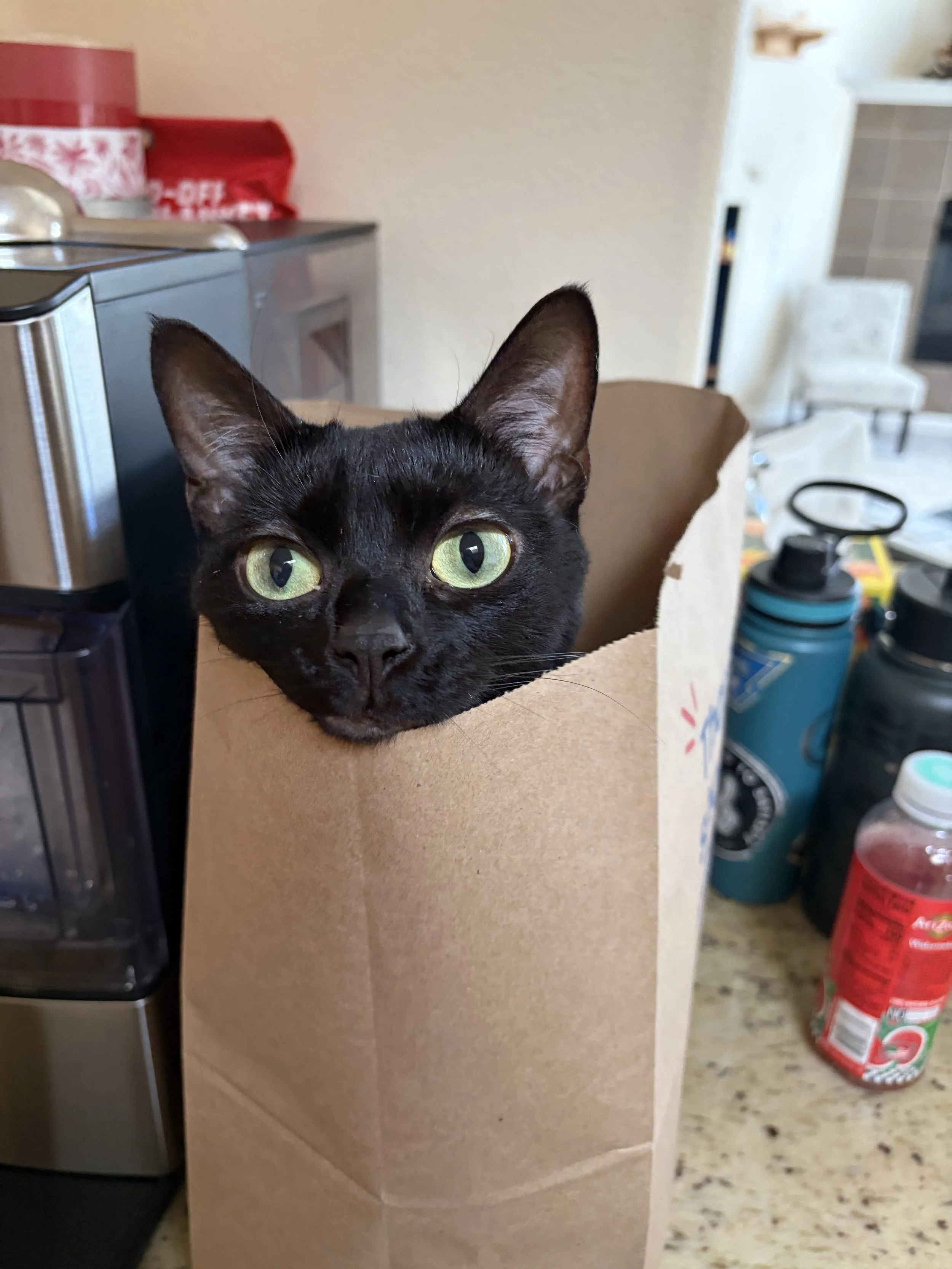 A black cat with yellow-green eyes peeking out from inside a cardboard box in a kitchen, with various household items visible in the background.