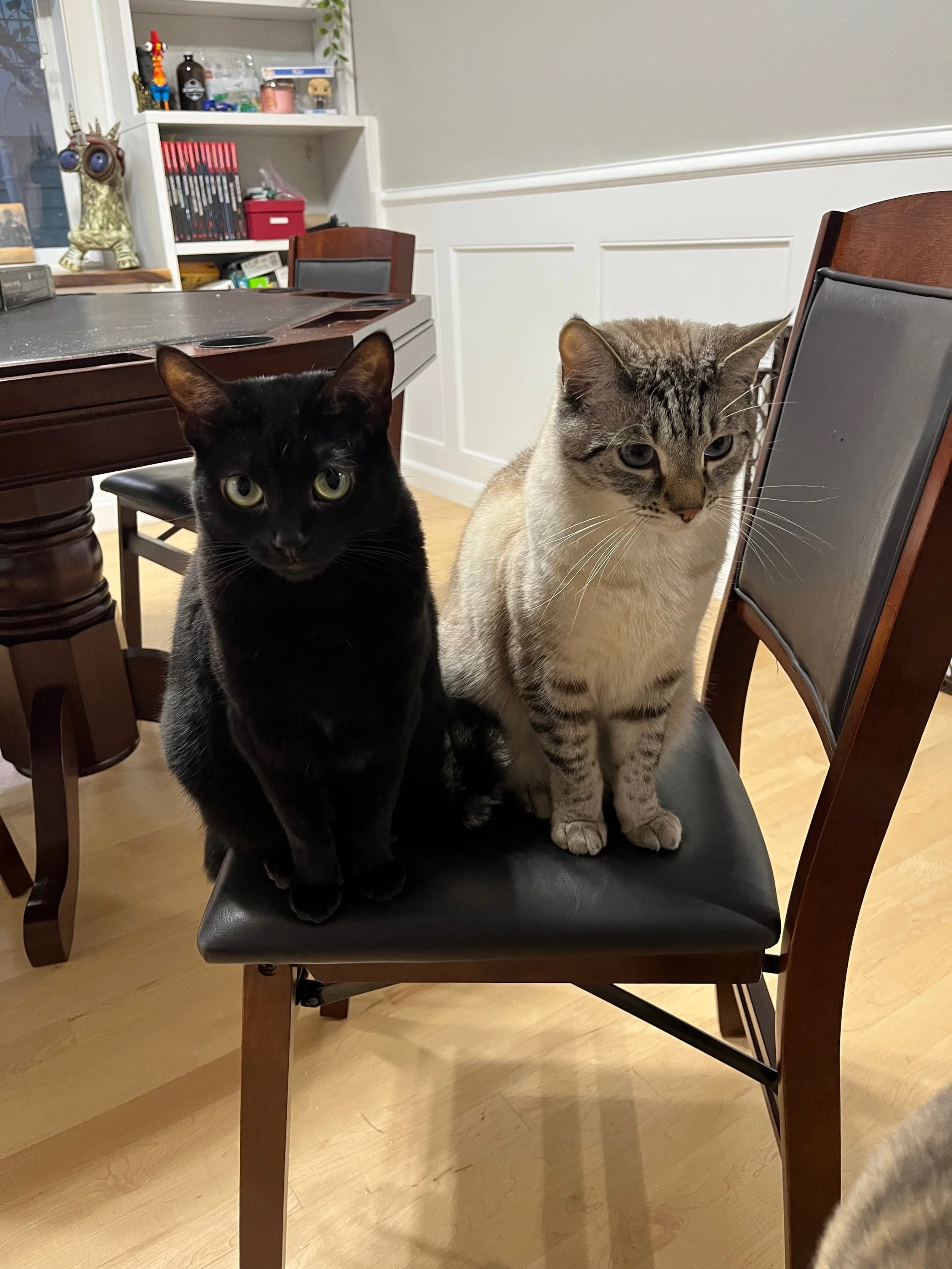 Two cats, a black one and a tabby, sitting on a black chair at a wooden dining table in a room with a bookshelf and decorative items in the background.