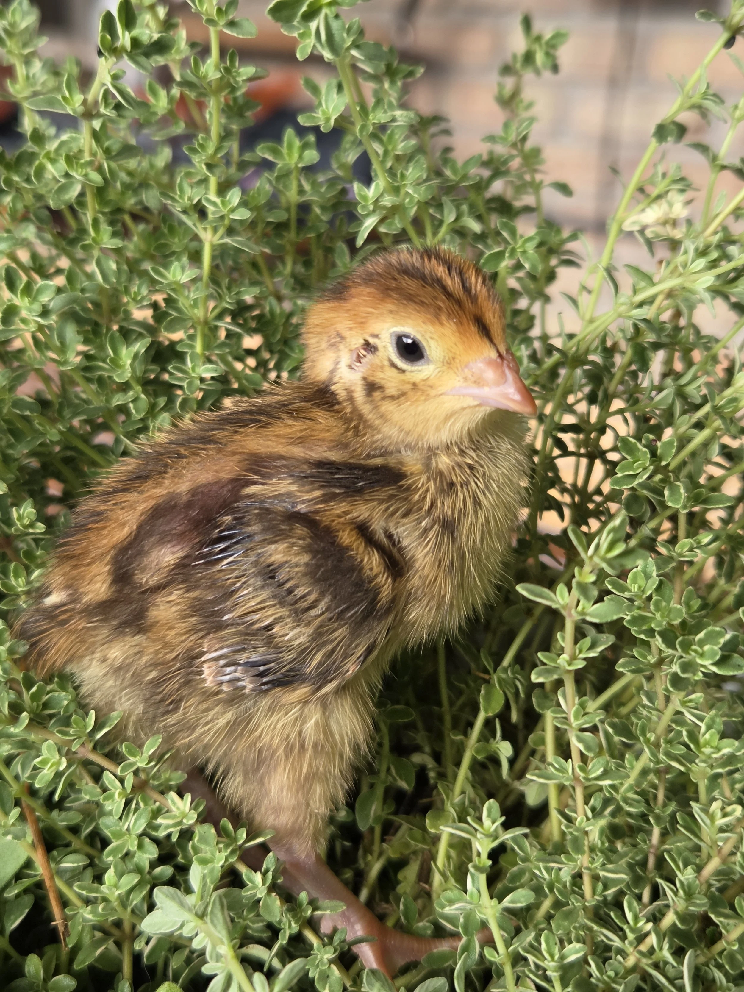 Jumbo Egyptian Hatching Eggs, 1 dozen
