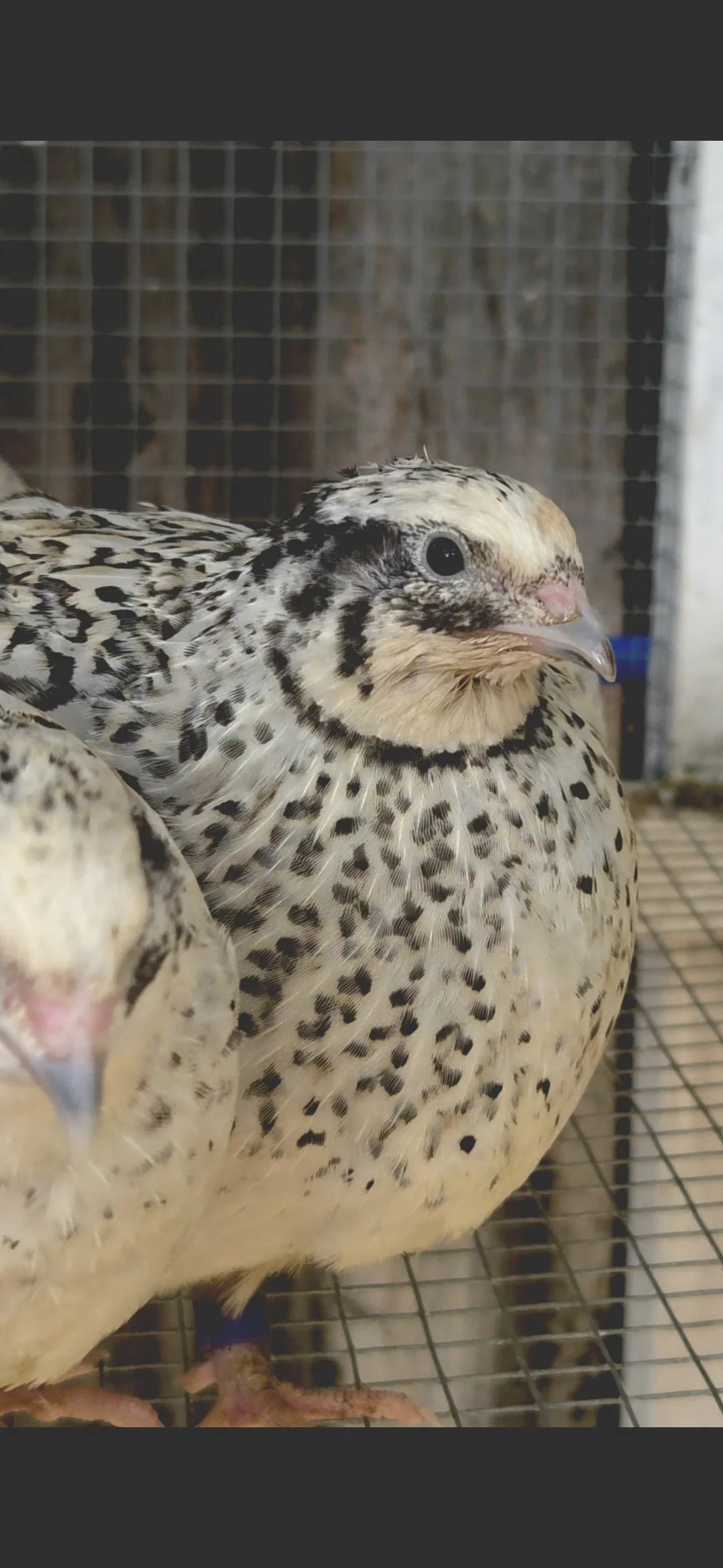 Jumbo Pearl Fee Hatching Eggs, 1 dozen