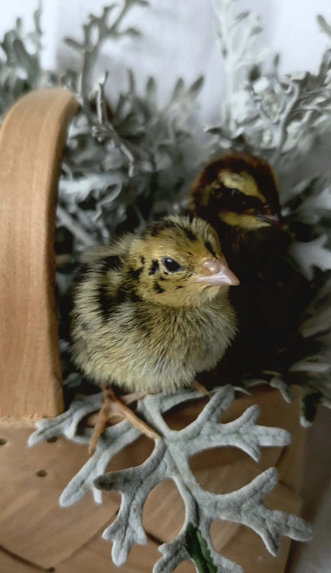 Jumbo Progressive Pied Quail Chick