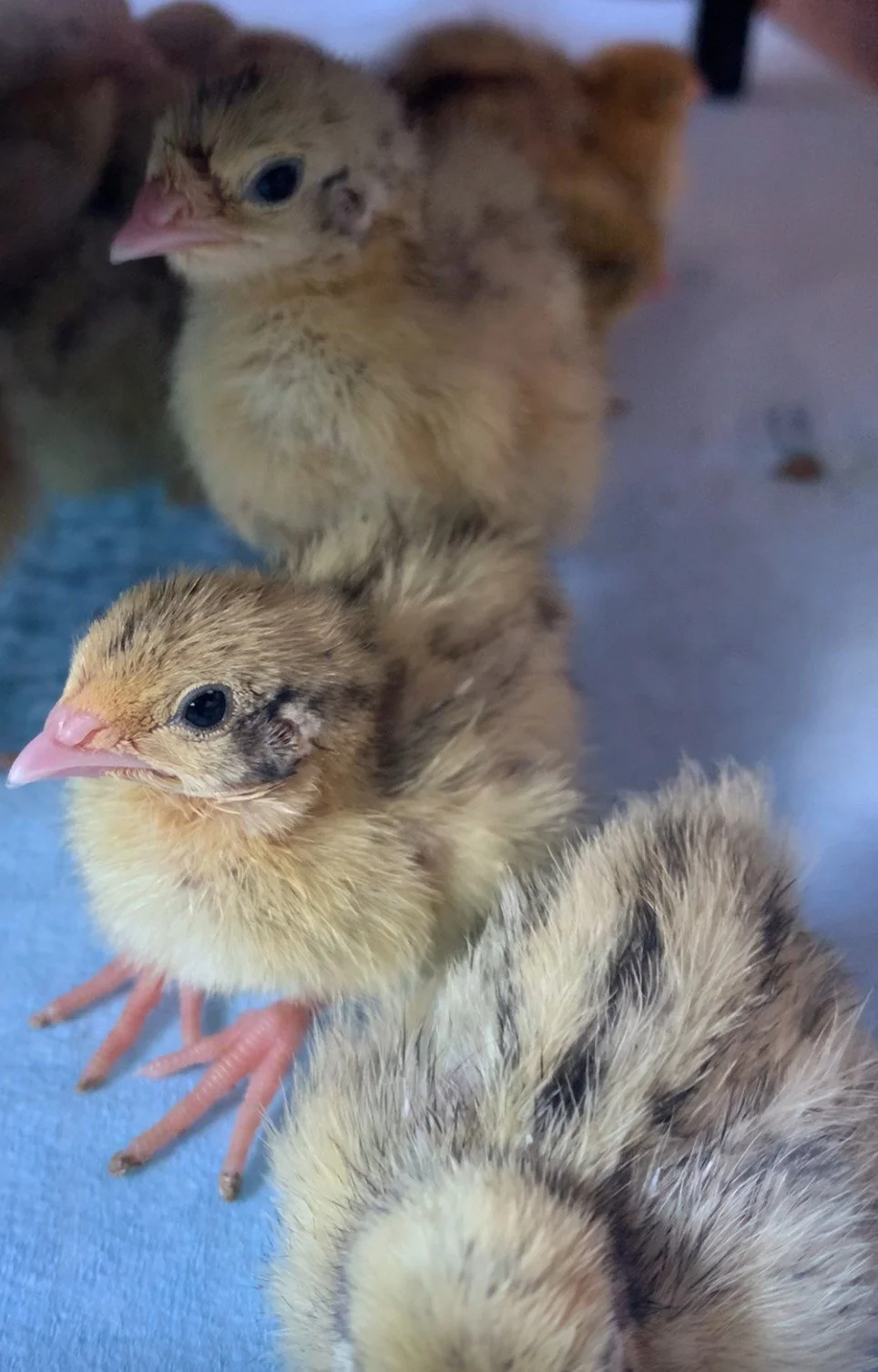 Jumbo Pearl Fee Quail Chicks