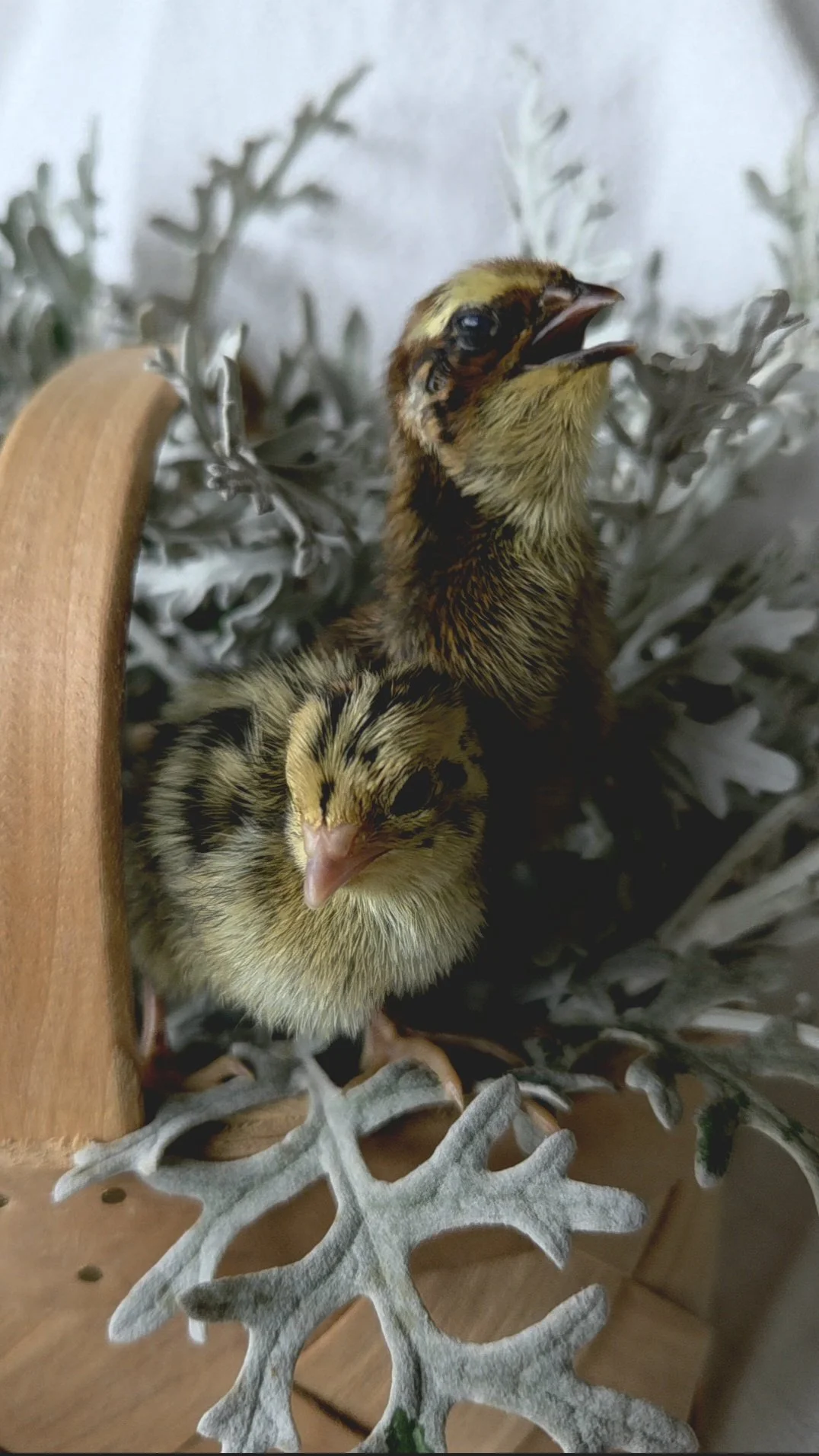 Jumbo Progressive Pied Hatching Eggs, 1 dozen