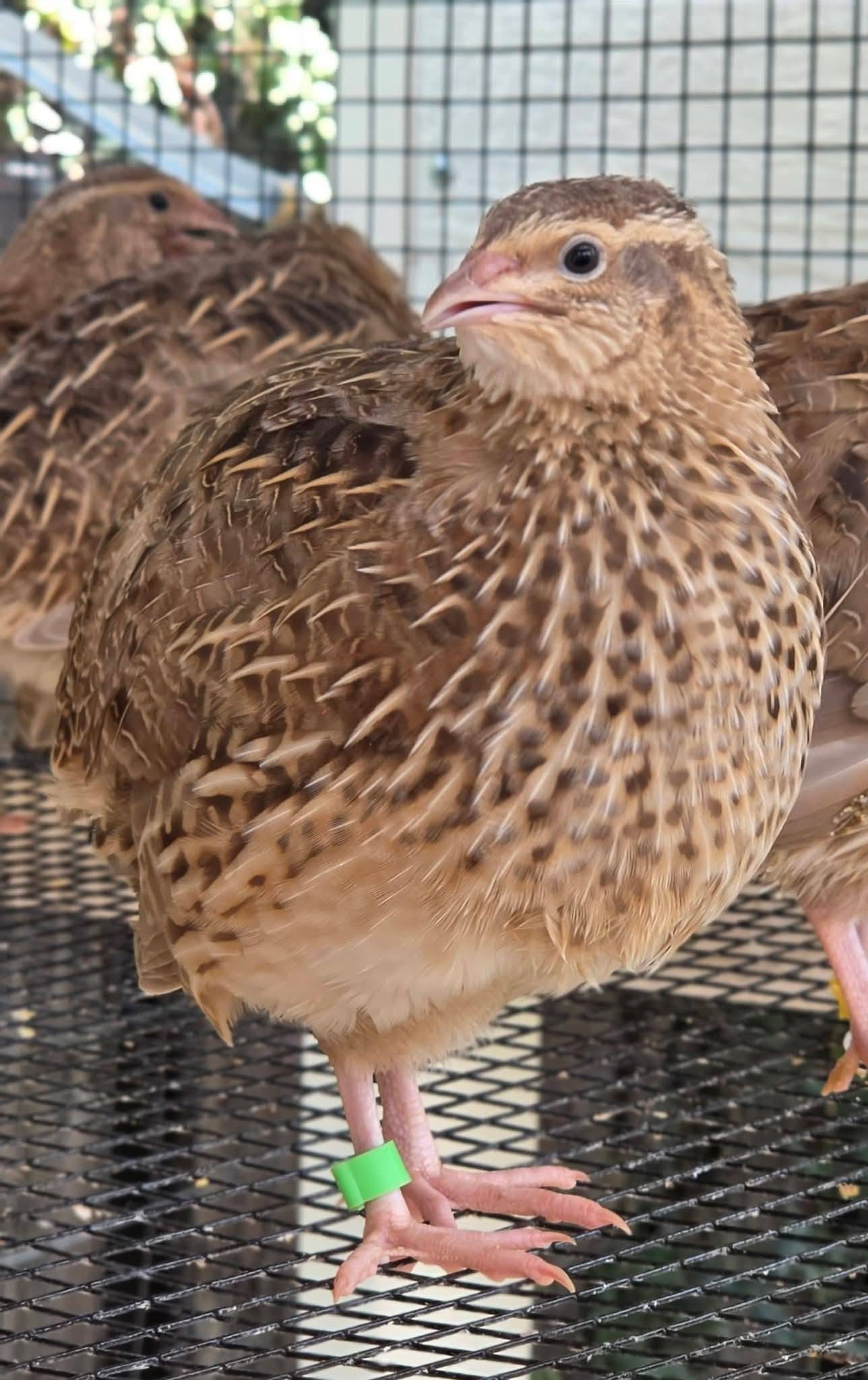 Jumbo Egyptian Hatching Eggs, 1 dozen