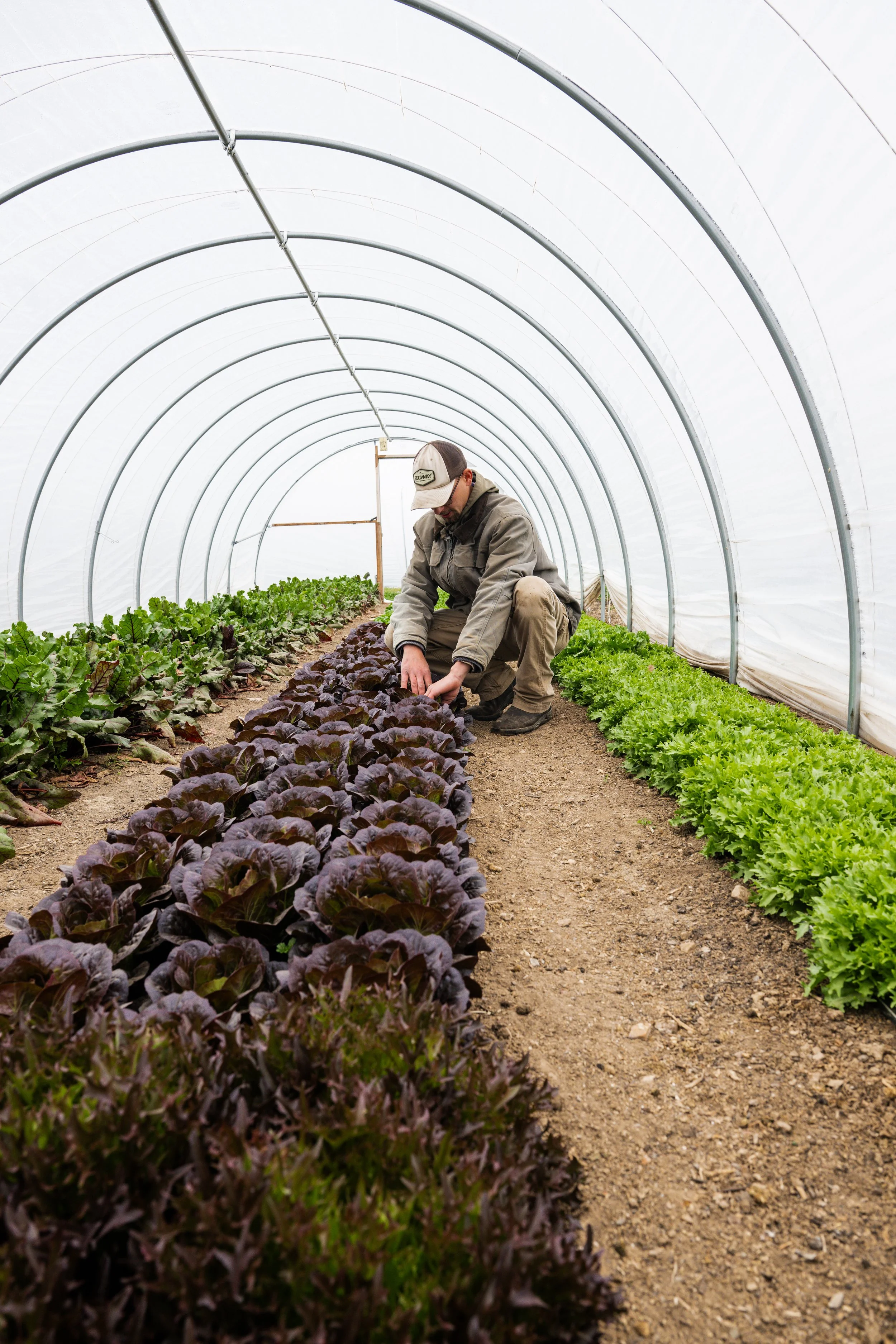 A man working inside a greenhouse tending to rows of leafy green and purple lettuce.