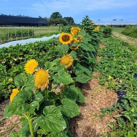 CAFF Farm Volunteer Day