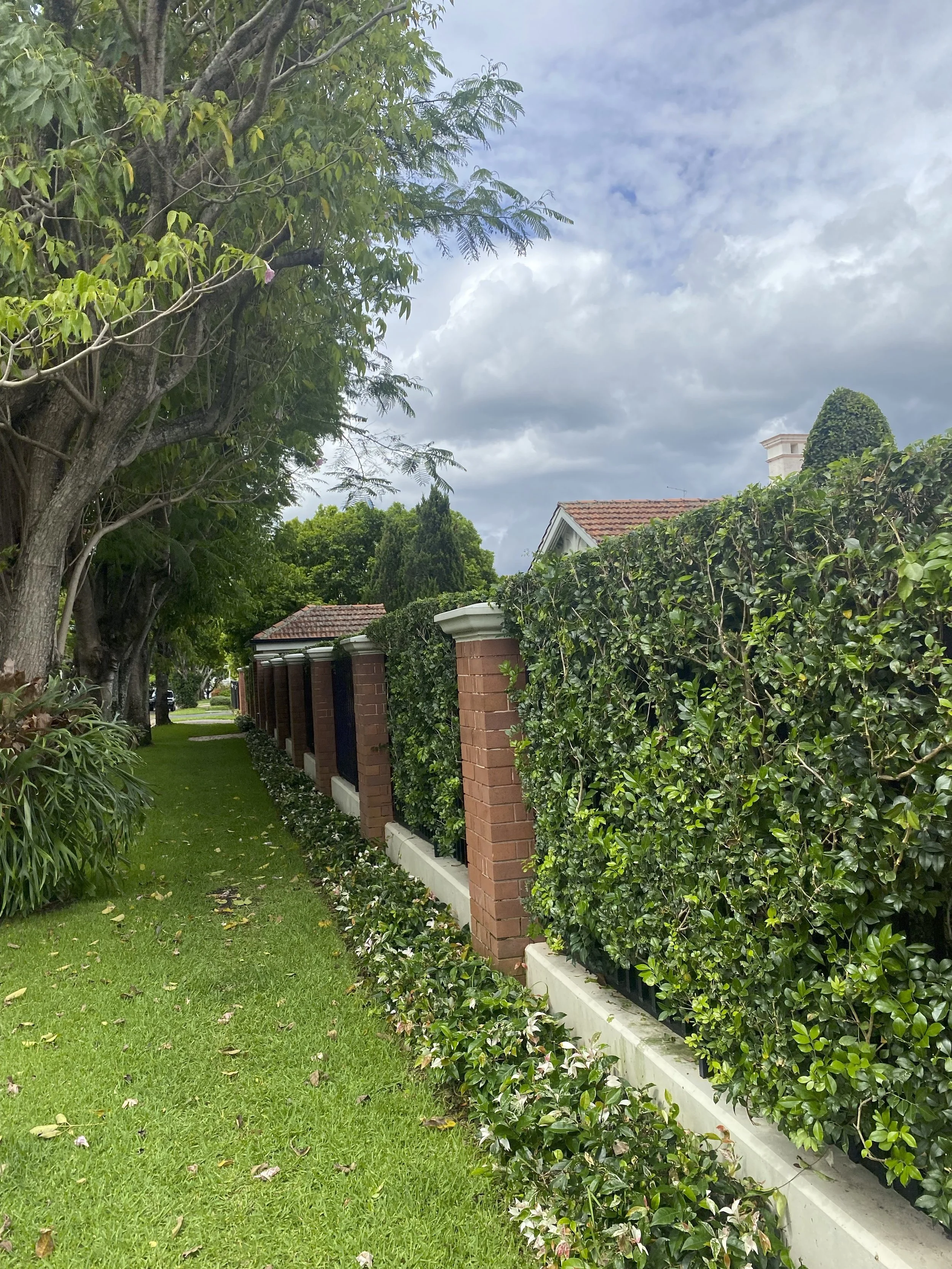 nice hedge.jpg