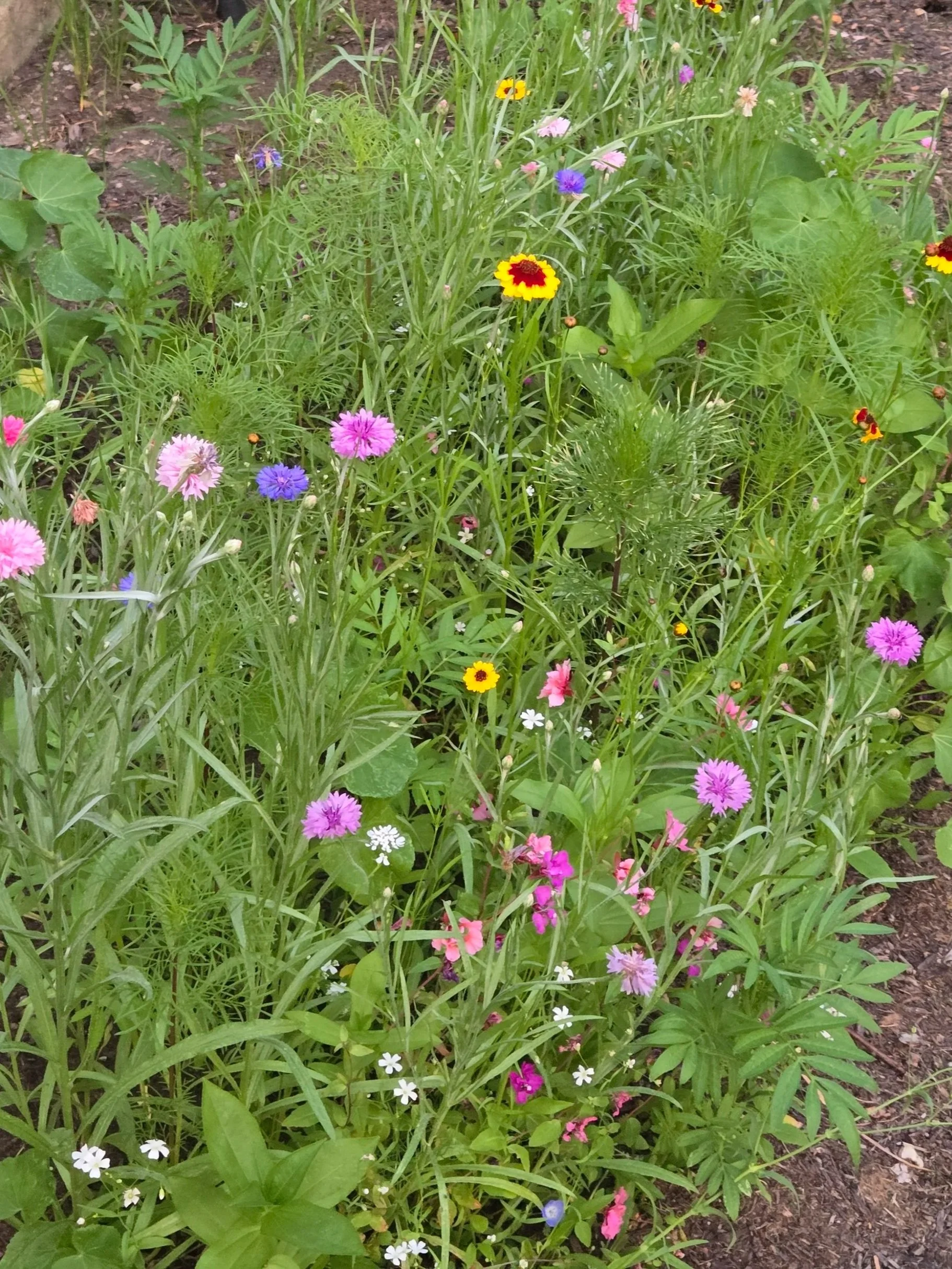 A garden bed with various colorful flowers including pink, purple, white, yellow, and blue, with green foliage and soil visible in the background.