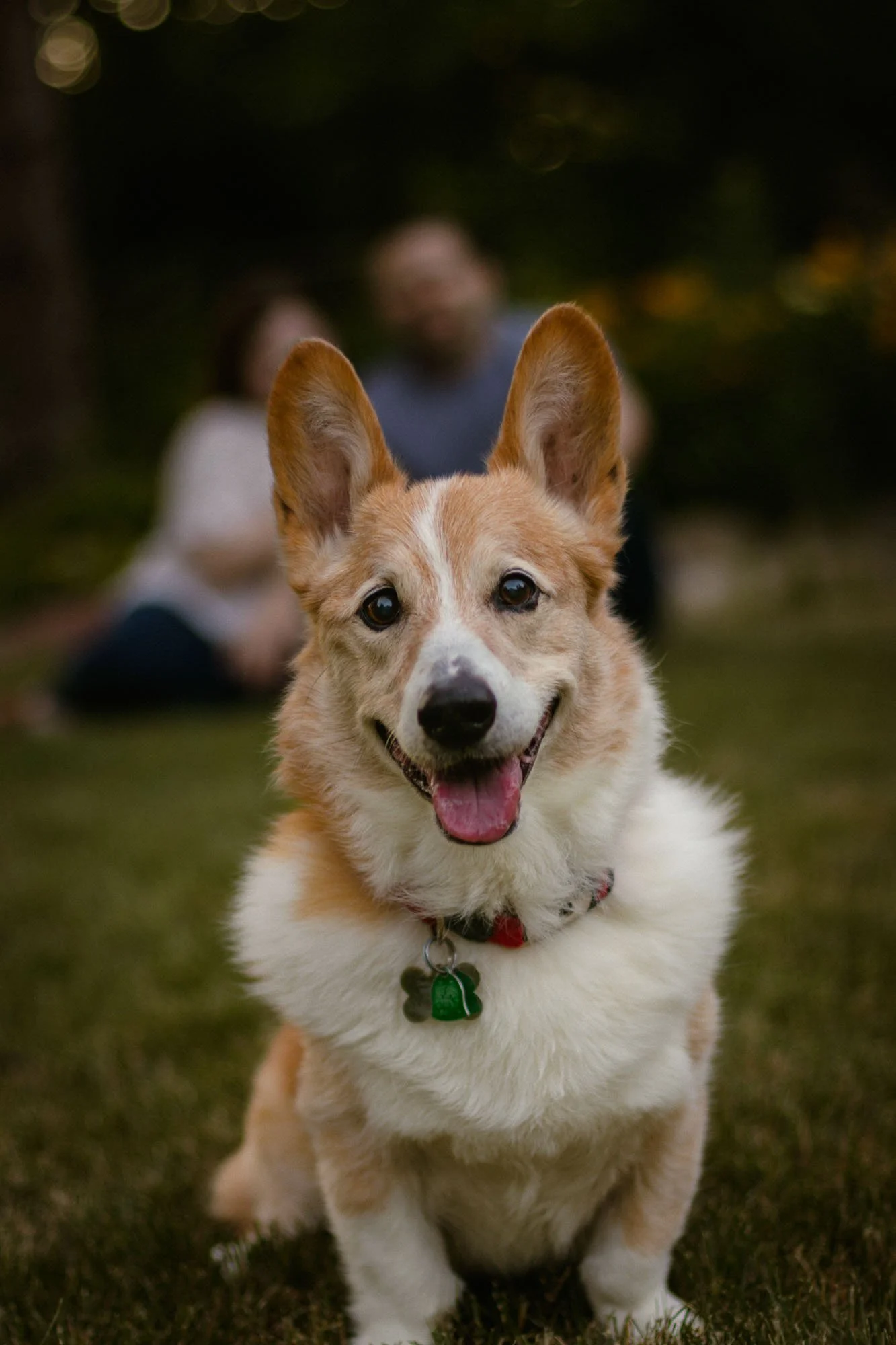 pet-photography-family-dog-portrait-outdoor-session-oklahoma-city-001.jpg