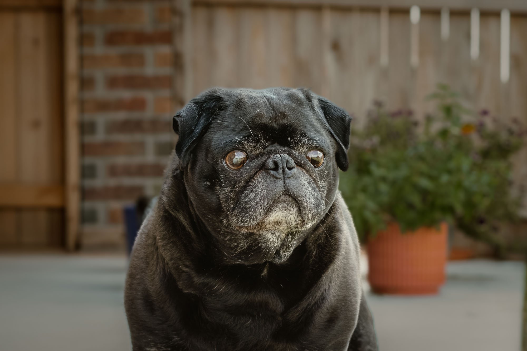 pet-photography-senior-pug-outdoor-portrait-oklahoma-city-001.jpg