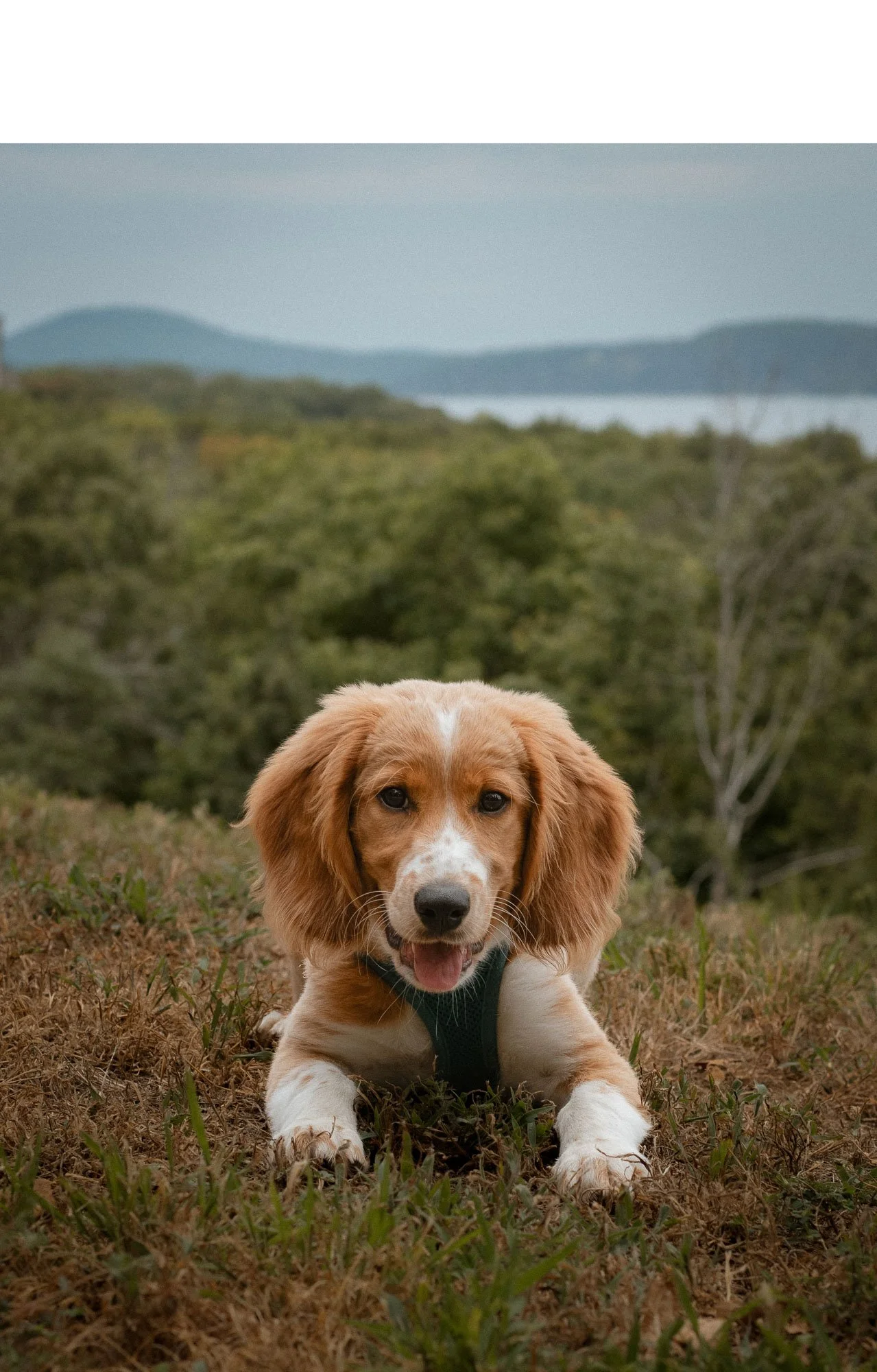 pet-photography-rescue-puppy-outdoors-oklahoma-city-001.jpg