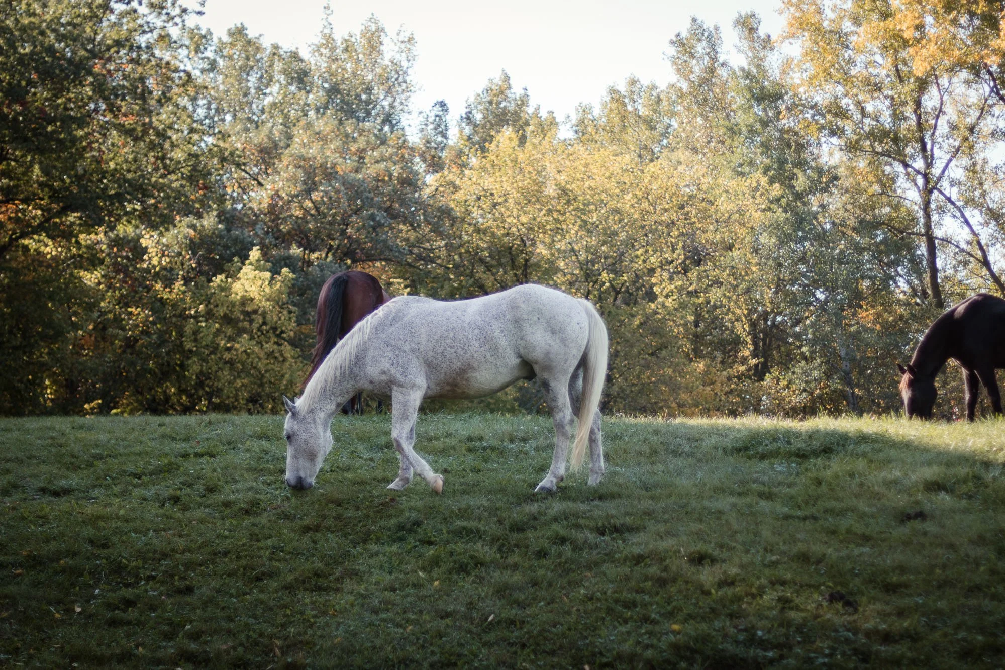 pet-photography-horse-in-field-golden-hour-oklahoma-city-001.jpg