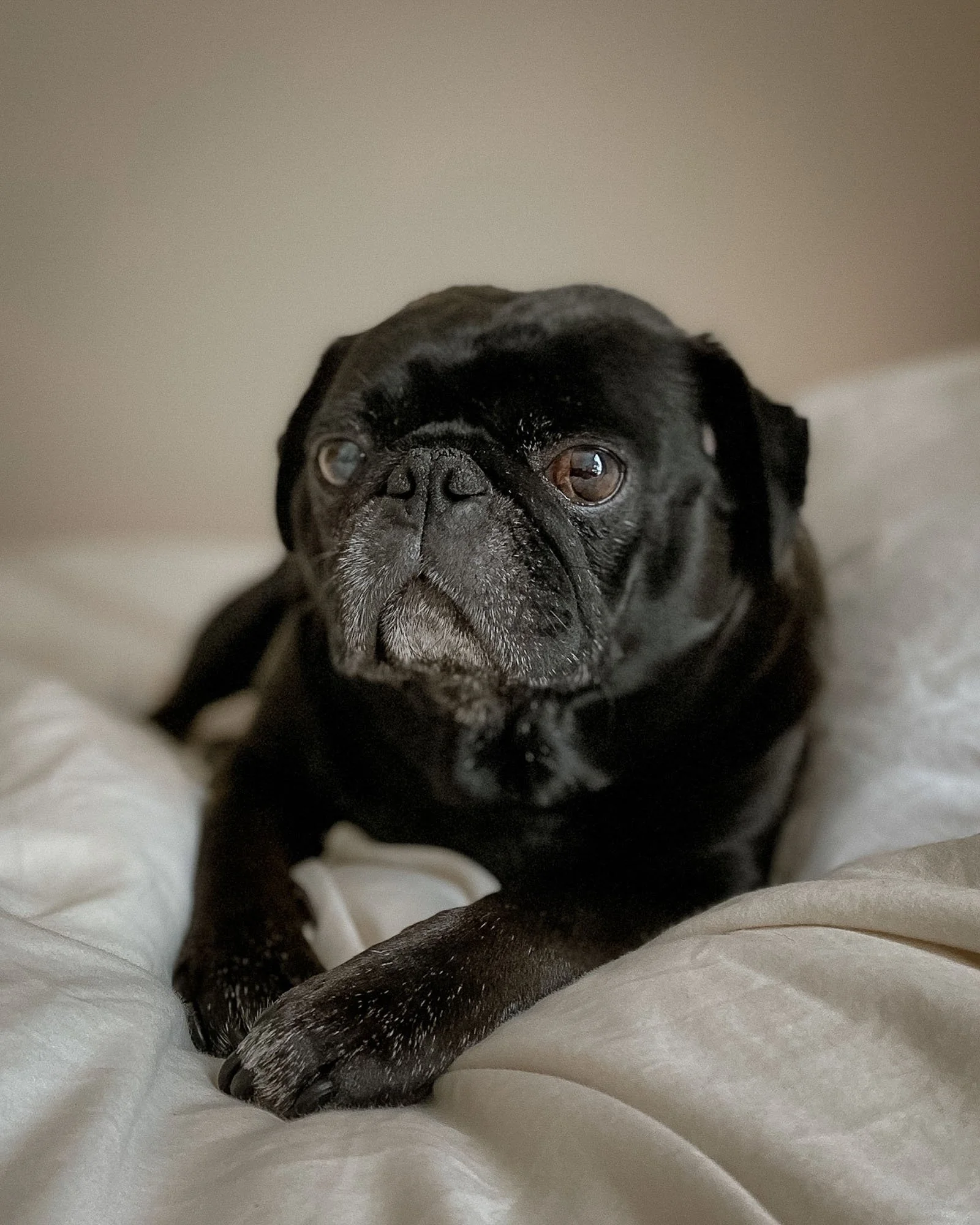 pet-photography-senior-pug-laying-in-bed-oklahoma-city-001.jpg