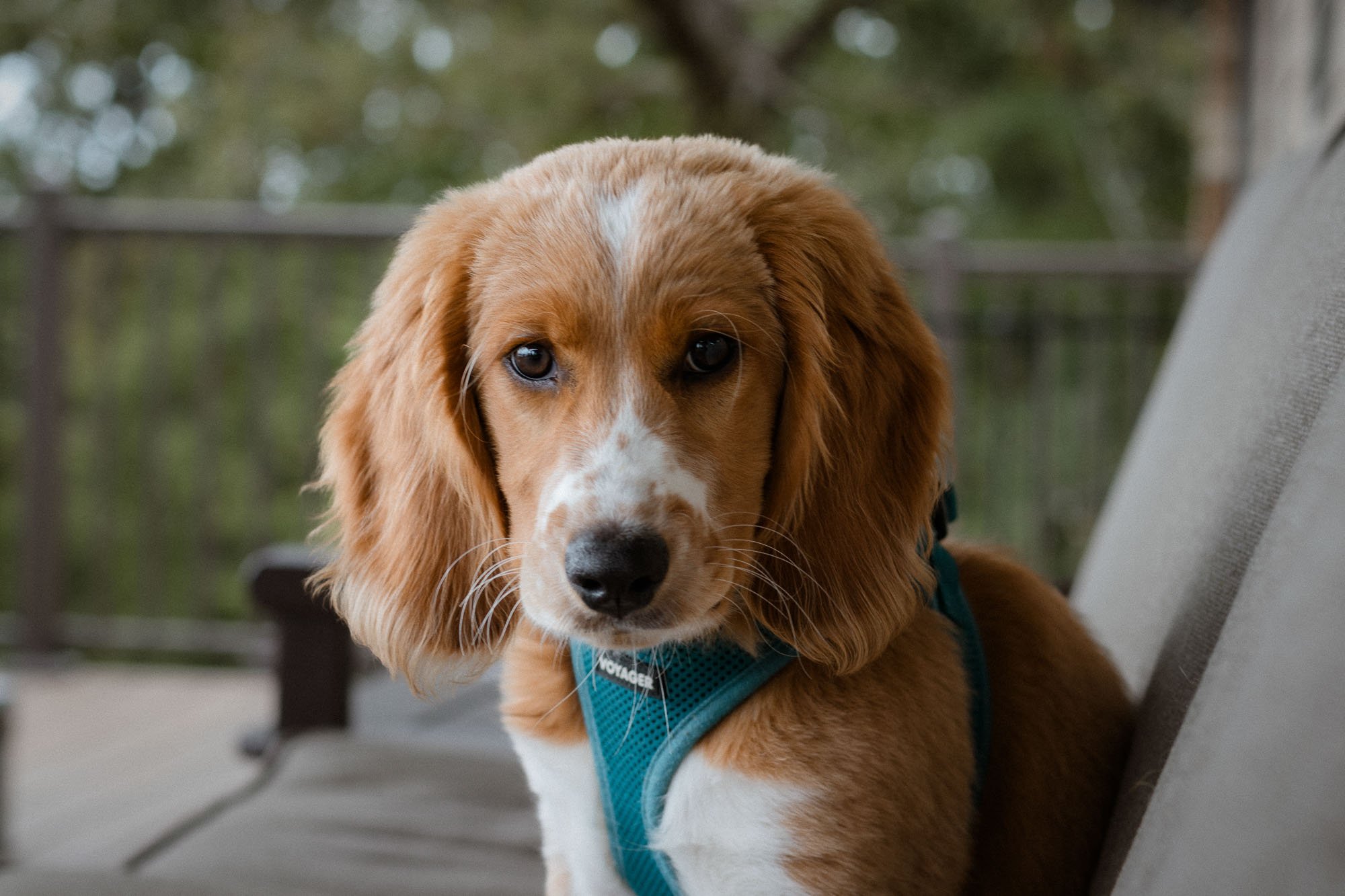 pet-photography-candid-fluffy-puppy-sitting-on-pourch-oklahoma-city-001.jpg
