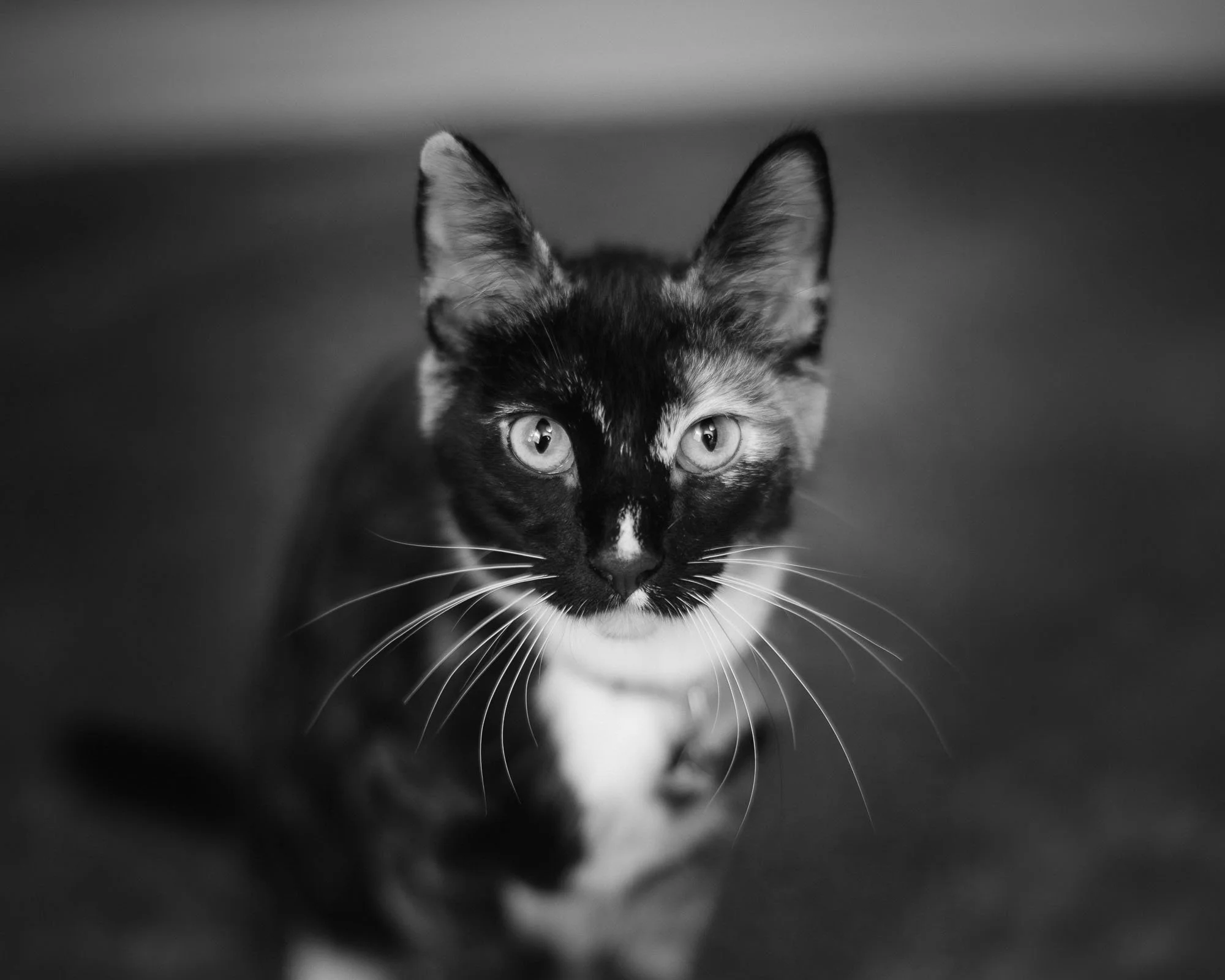 pet-photography-cat-portrait-oklahoma-city-001.jpg