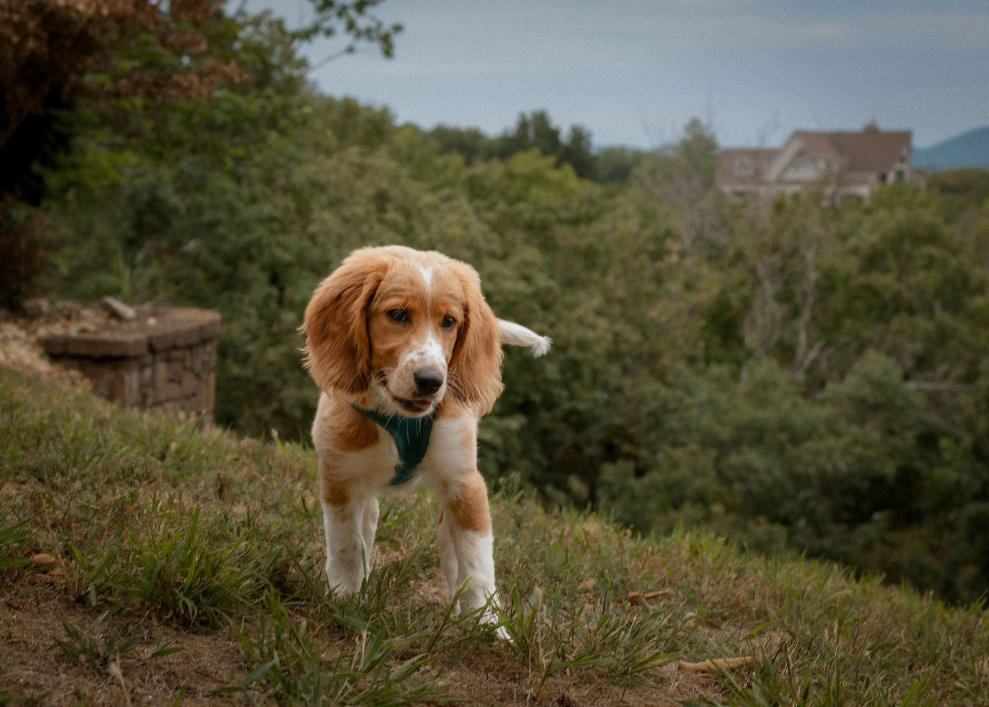 pet-photography-candid-fluffy-puppy-smiling-on-hill-oklahoma-city-001.jpg