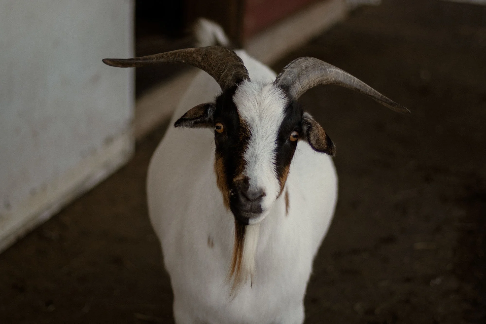 pet-photography-farm-goat-in-barn-oklahoma-city-001.jpg