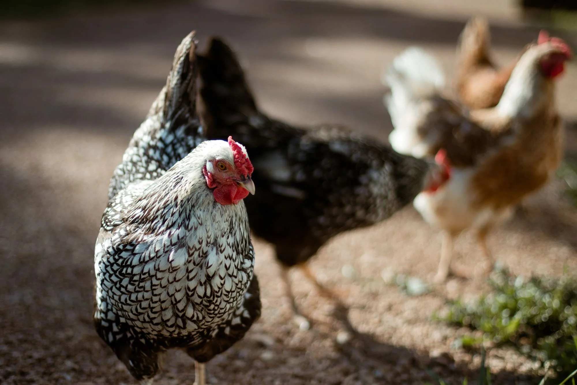 pet-photography-chickens-on-farm-golden-hour-oklahoma-city-001.jpg
