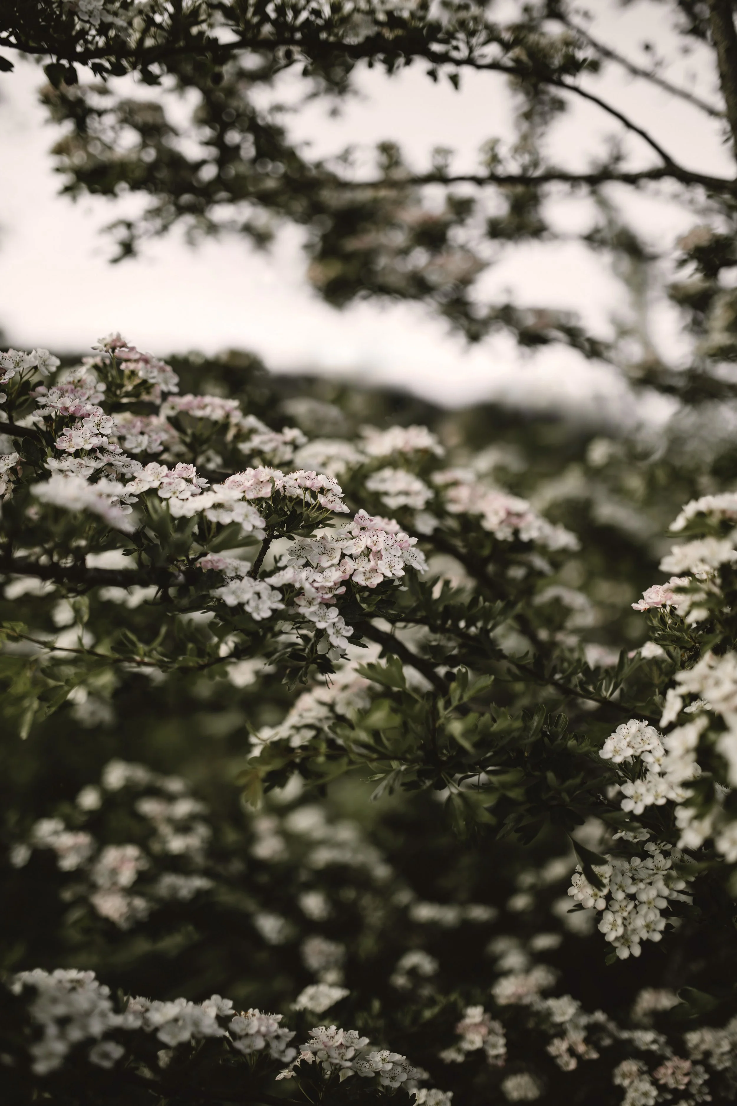 Close-up of white and light pink flowering Hawthorn tree with dark green leaves, blurred background of more branches and flowers.