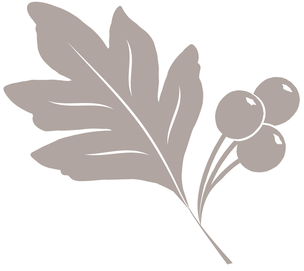 Taupe coloured illustration of a hawthorn leaf and berries.