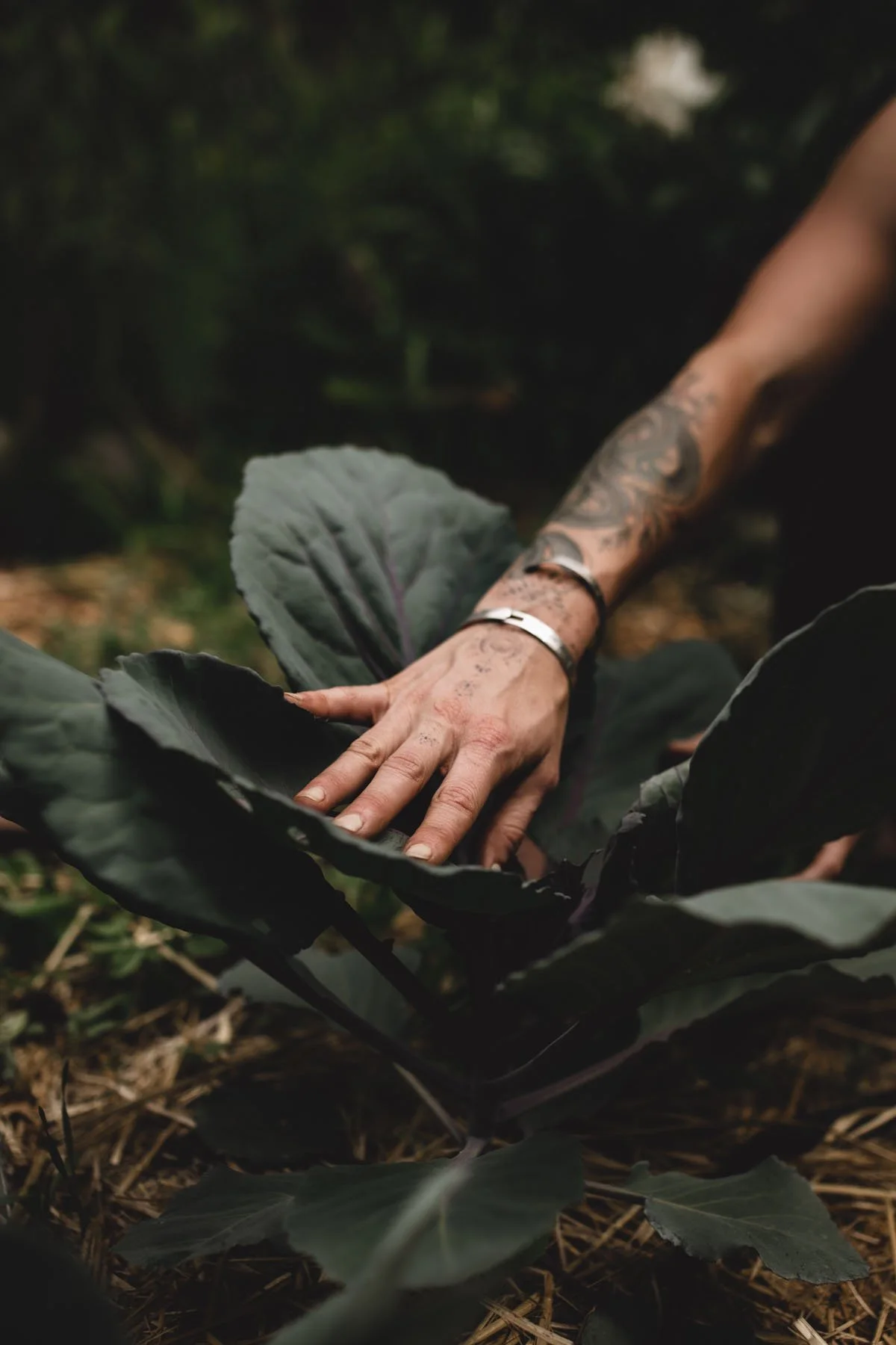 A person's hand with tattoos and jewelry touching dark green leafy plant in a garden or farm setting.
