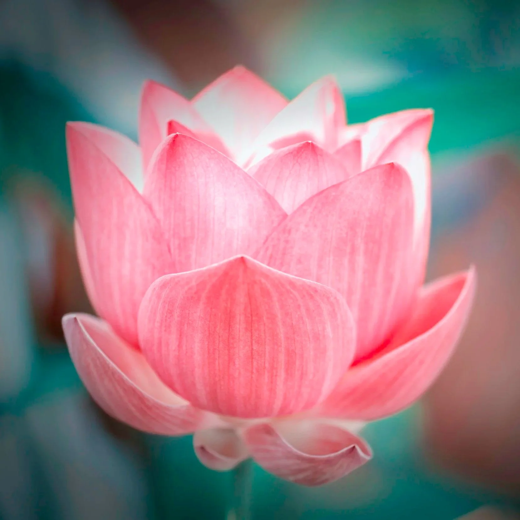 Close-up of a pink lotus flower with layered petals, soft background with shades of green and brown.