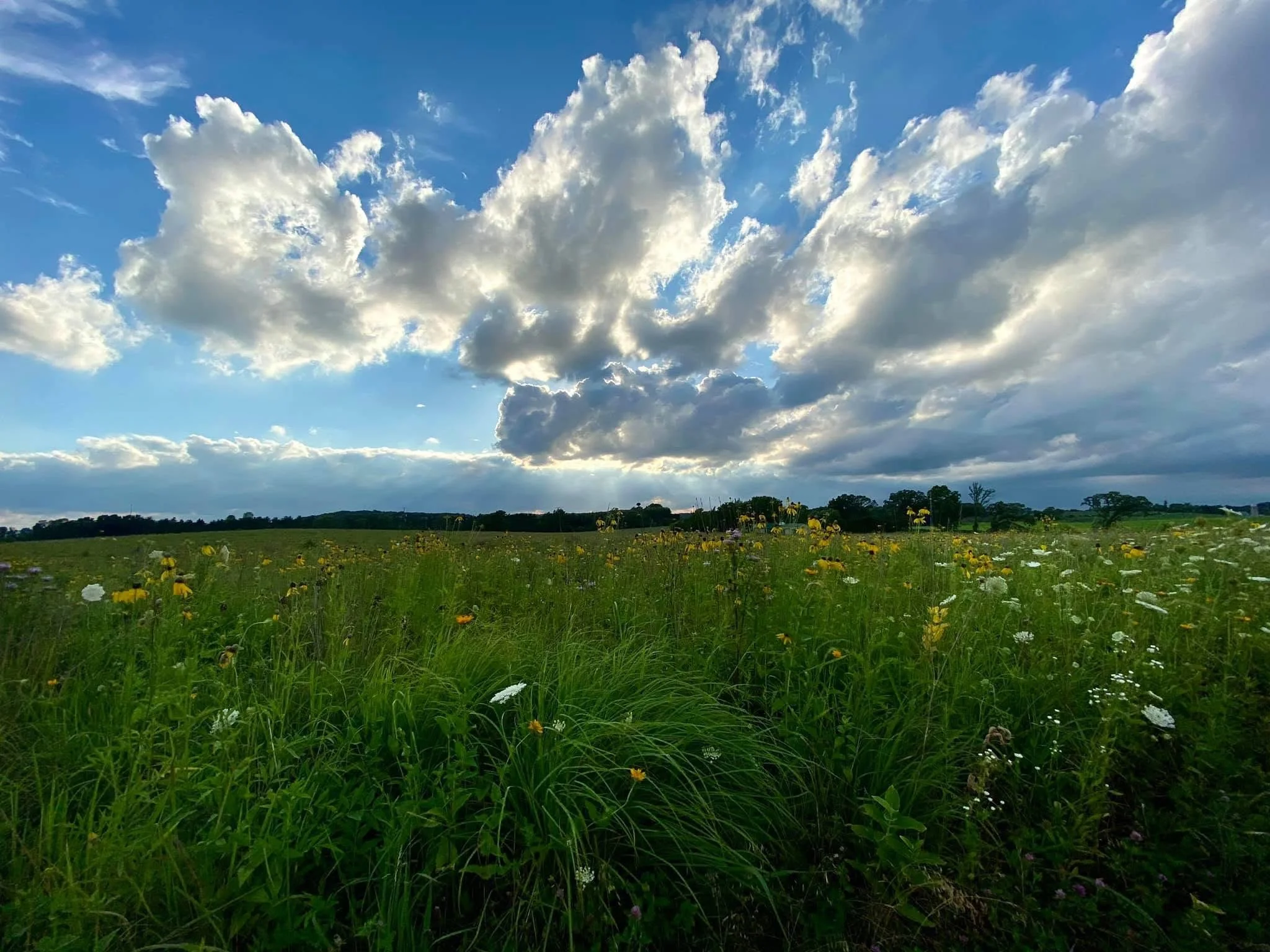 A wide view of a grassy field filled with wildflowers under a partly cloudy sky with large white clouds.