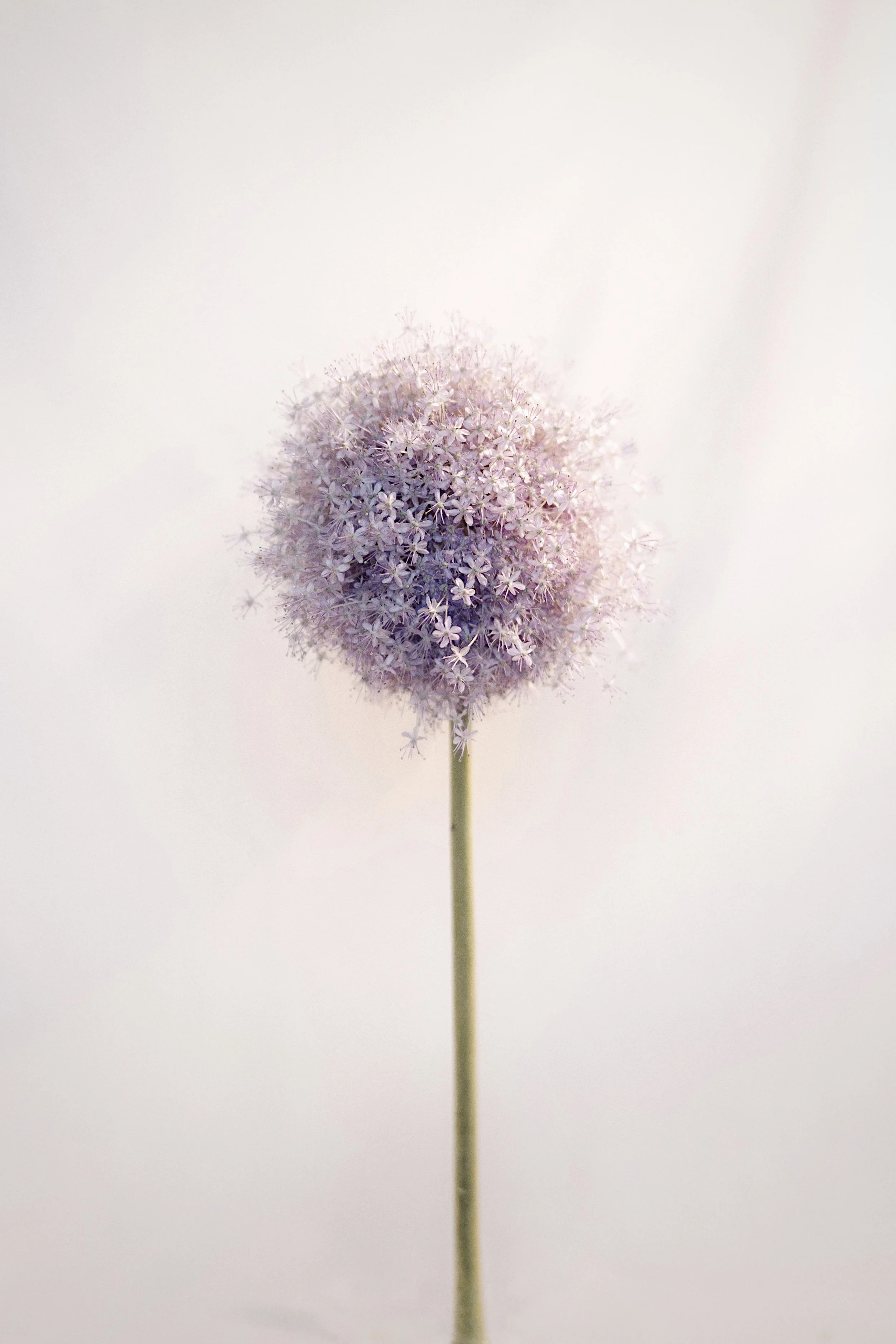 Brandon Woelfel Print26.jpg