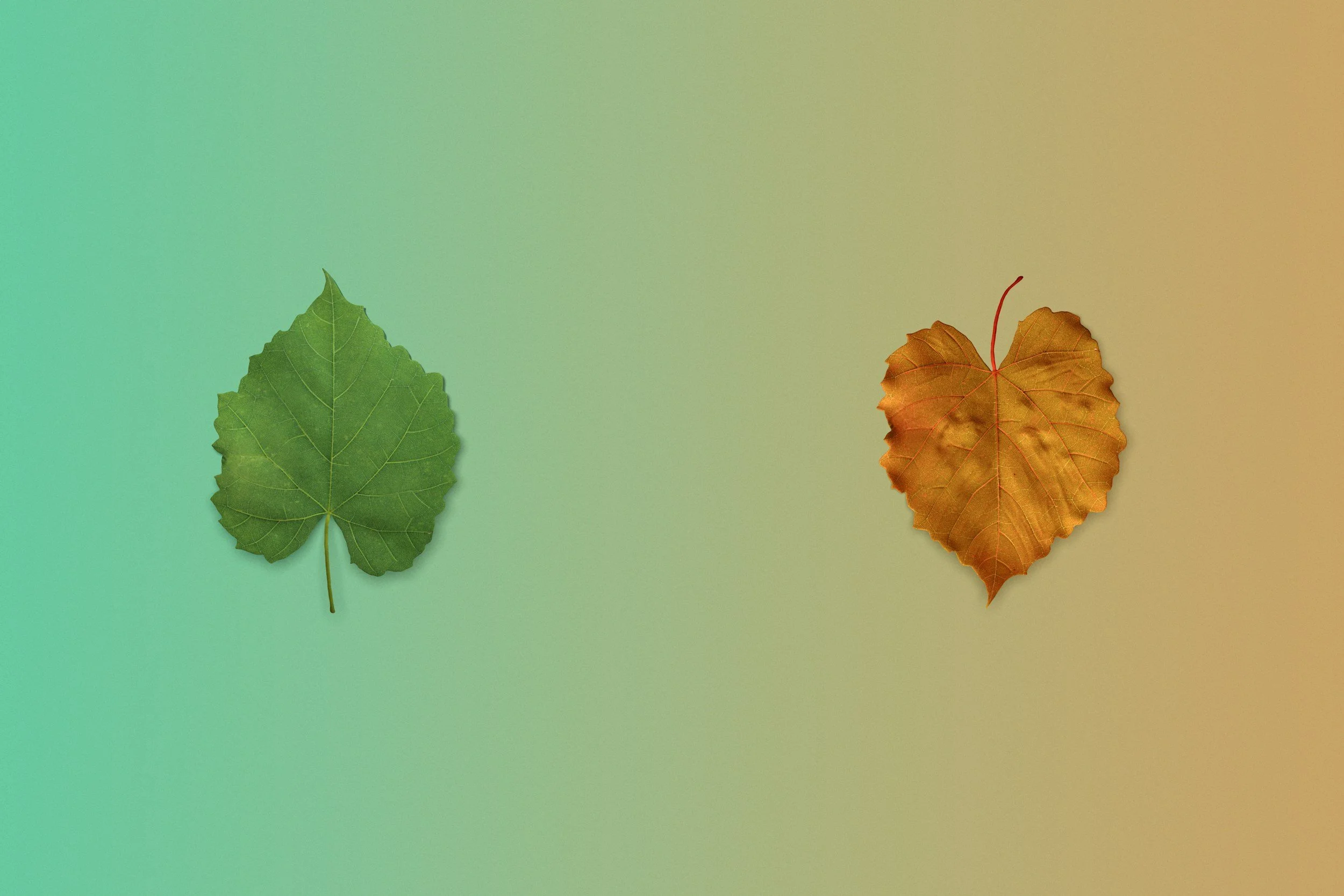 Green and autumn leaves representing Hospitality & More's approach to transforming hospitality businesses through fresh thinking, strategic direction and experience-led change.