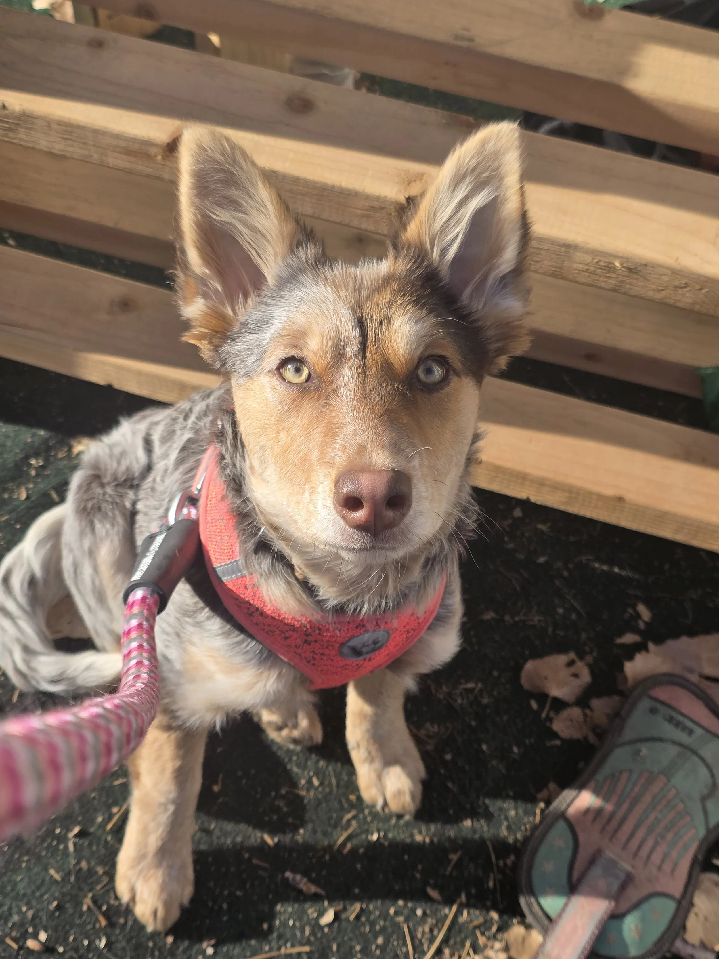 A young dog with a merle coat pattern wearing a red harness, sitting on a black ground near a wooden bench, looking up at the camera.