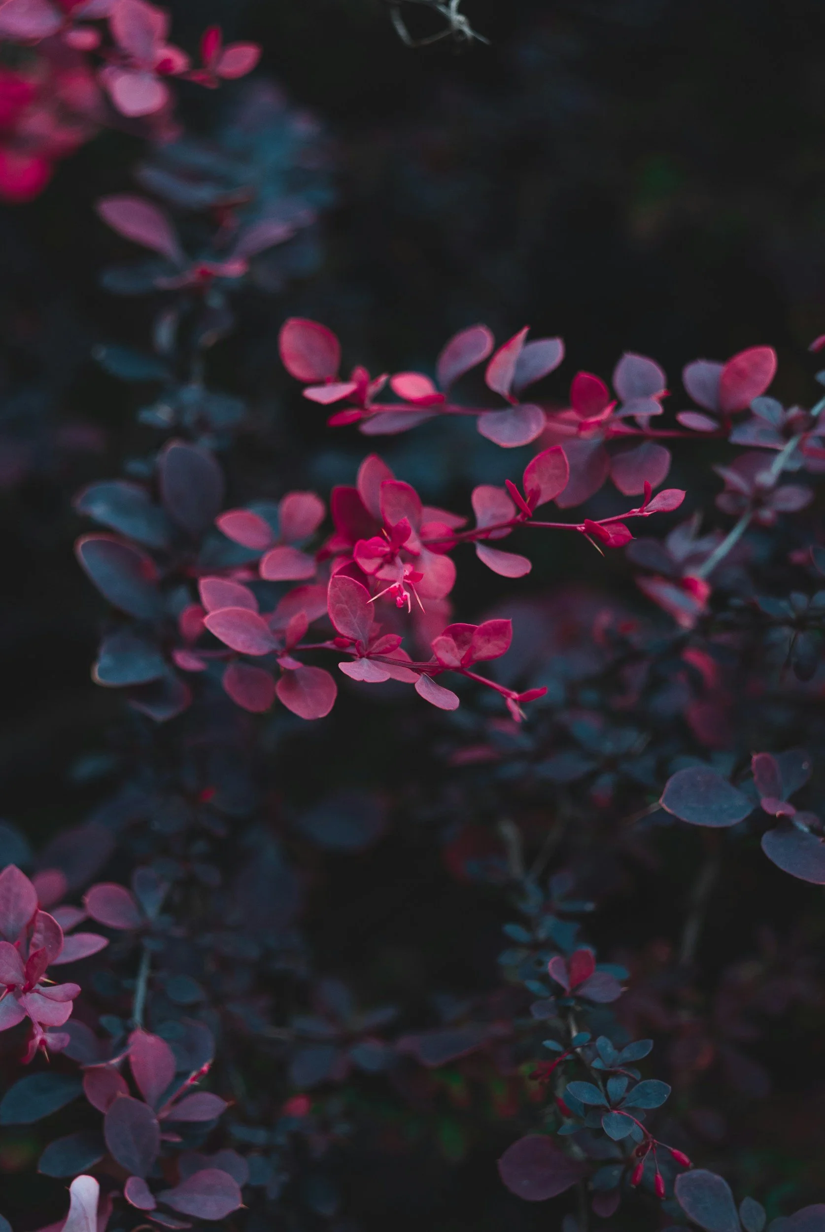 Close-up of pink and purple leaves on a dark background, with a soft focus and moody lighting.