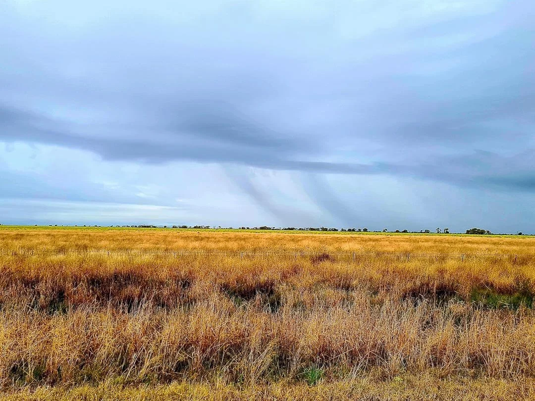 Open field with tall grasses under a gray, cloudy sky with rain falling in the distance.