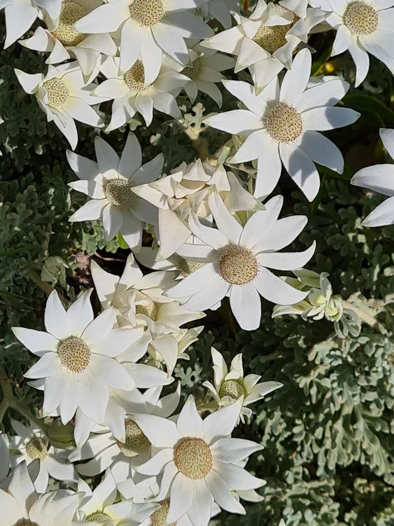 Cluster of white flowers with pointed petals and round centers surrounded by dark green foliage.