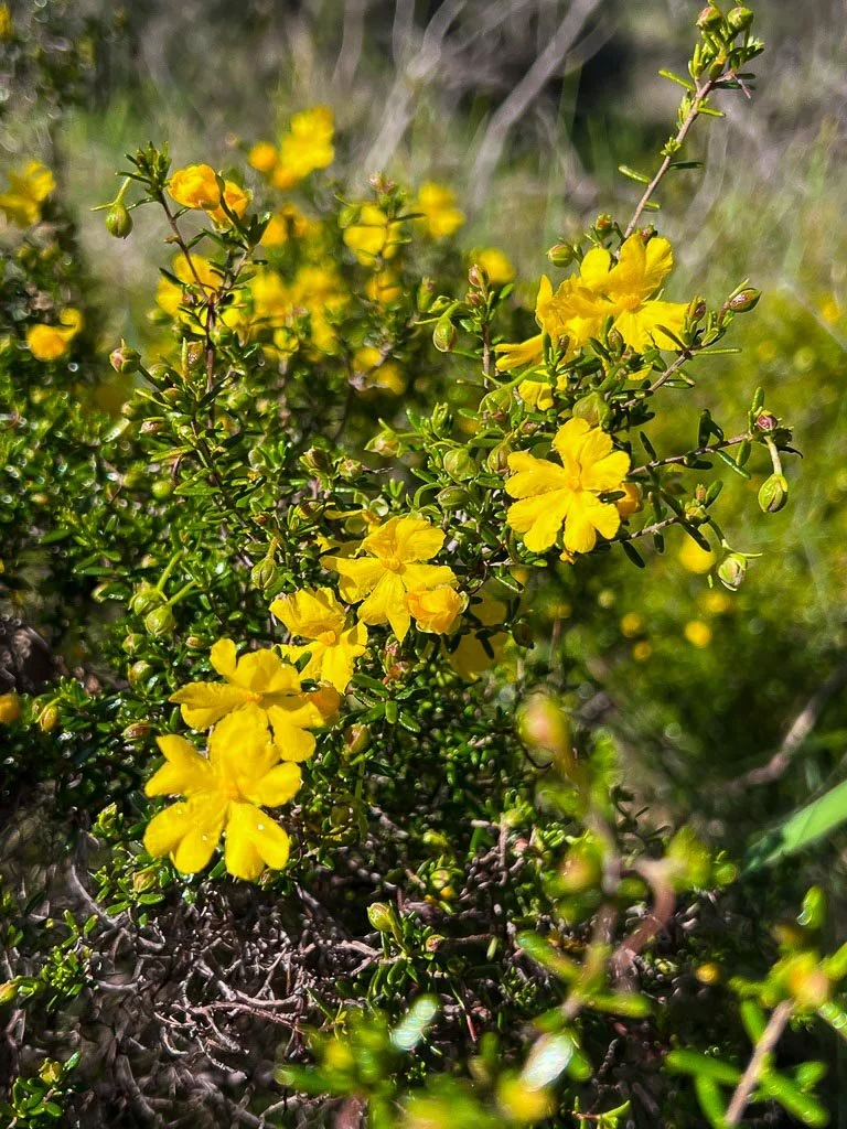 Close-up of yellow wildflowers and green foliage.