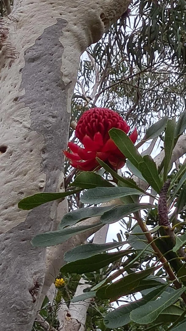 Close-up of a red flower blooming on a tree with grayish bark and green leaves, background includes branches and sky.