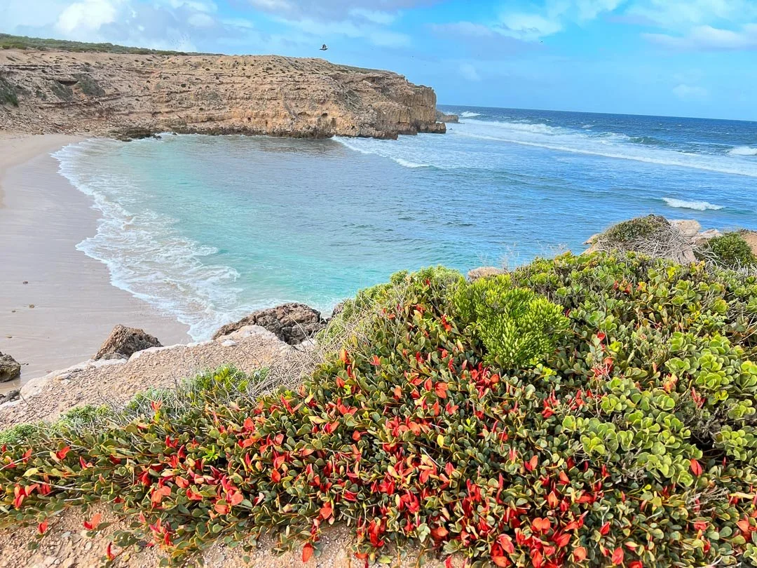 A scenic view of a beach with clear blue waters, sandy shoreline, rocky cliffs in the background, and lush green and red-flowered bushes in the foreground.