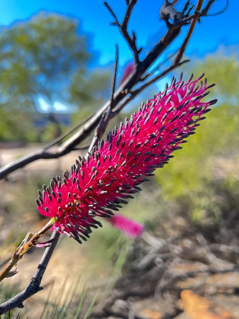 Close-up of a pink, fuzzy flower with black-tipped stamens on a thin branch, with a blurred background of trees and blue sky.