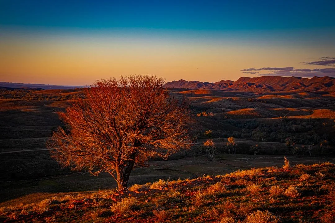 A solitary tree in a vast hilly landscape during sunset, with a colorful sky and mountains in the background.