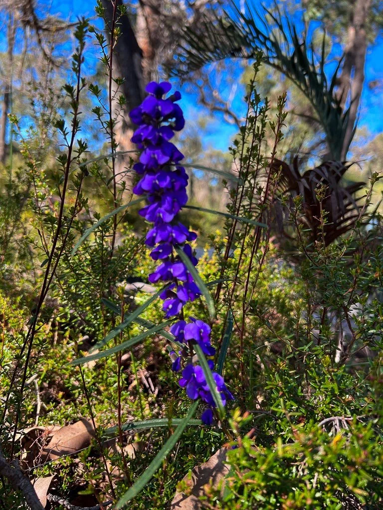 Close-up of a tall purple wildflower growing among green plants and bushes in a sunny outdoor forest setting.
