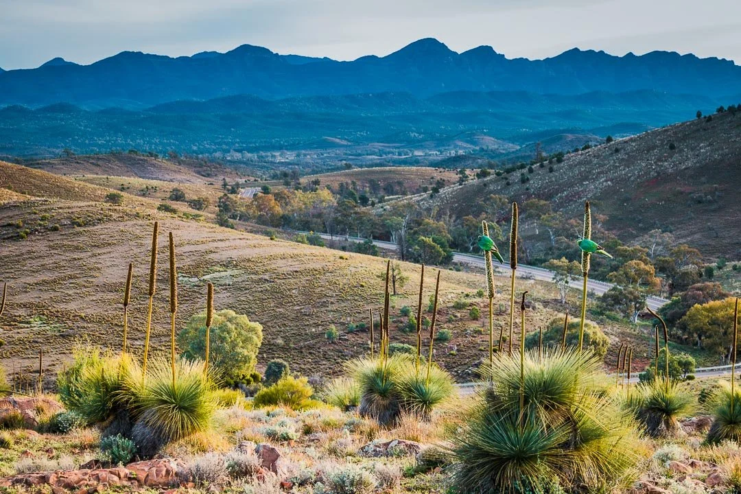 Desert landscape with cholla cacti, rolling hills, and distant mountains under a cloudy sky.