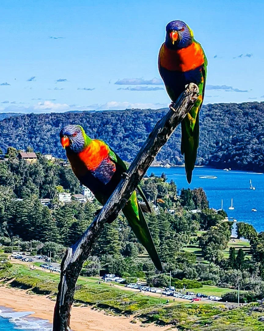 Two vibrant rainbow lorikeets perched on a weathered branch with a scenic coastal landscape in the background, featuring a bay, boats, trees, and hills under a partly cloudy sky.
