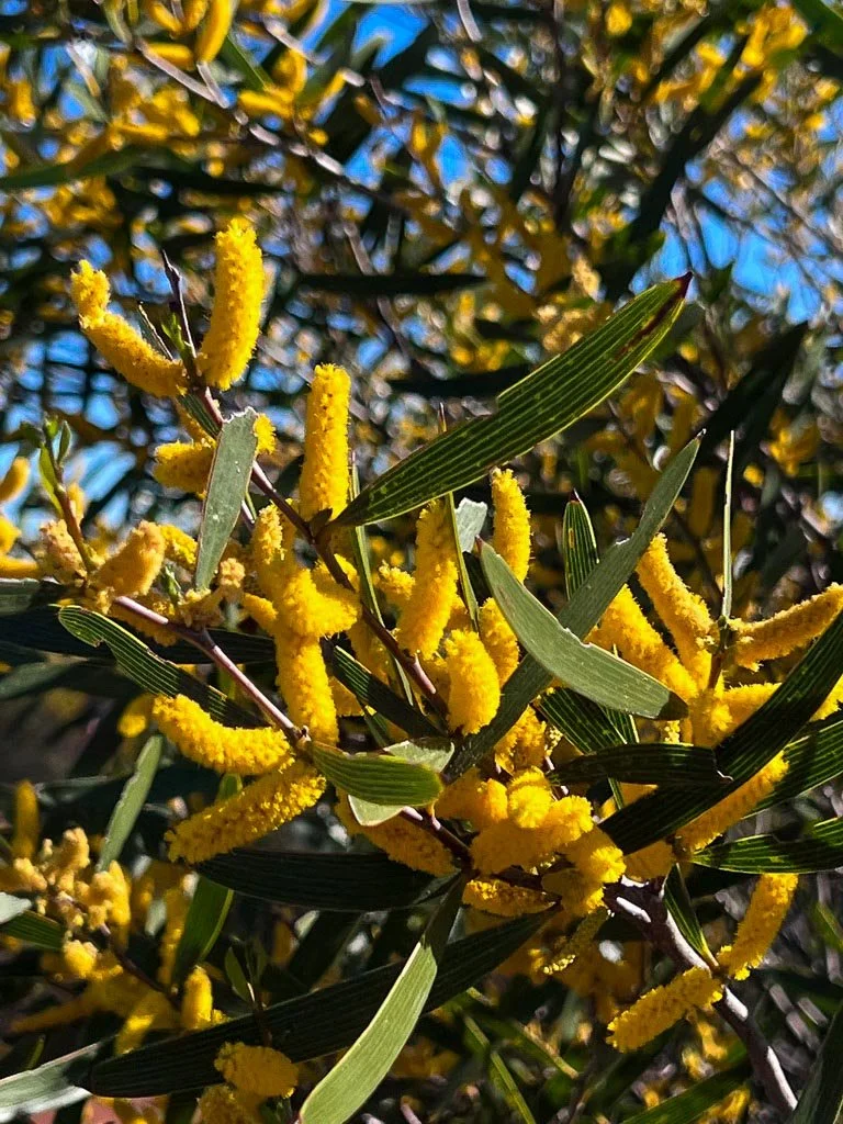 Close-up of a branch with yellow fluffy flowers and long narrow green leaves, background has more foliage and a blue sky.