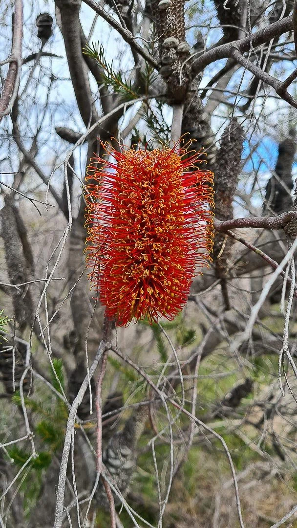A bright red, elongated flower with numerous thin, curling stamens on a shrub or tree with leafless branches.