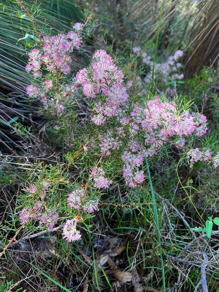 Wildflowers with pink, fluffy, stamen-filled flowers growing among grass and dried leaves in a natural setting.
