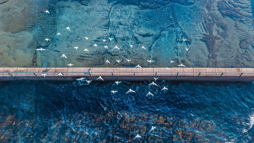 Birds flying over water beneath a bridge, viewed from above.