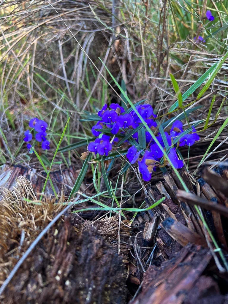 Close-up of a cluster of vibrant purple wildflowers growing among decomposing wood and grass in a natural setting.