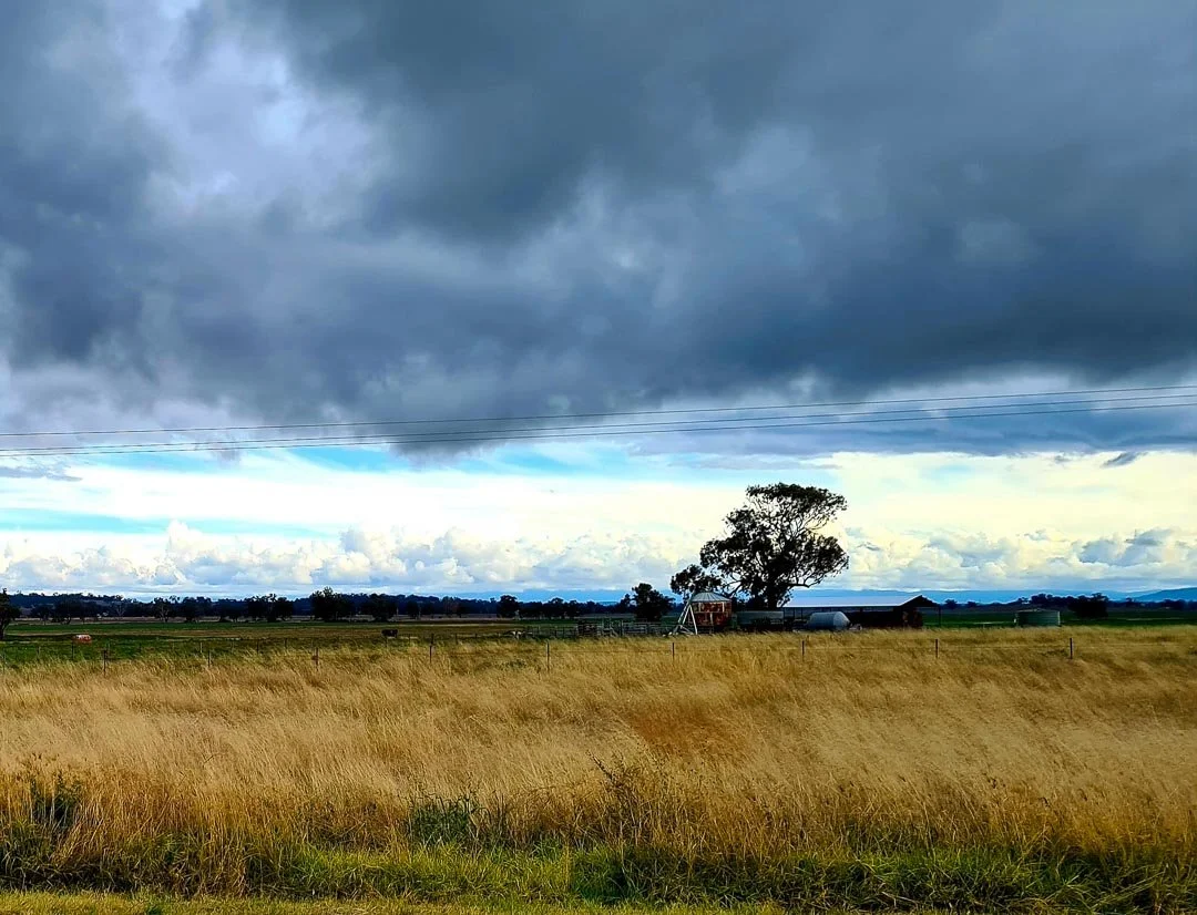 Open field with tall grass under a cloudy sky, with a tree and small farm buildings in the distance.
