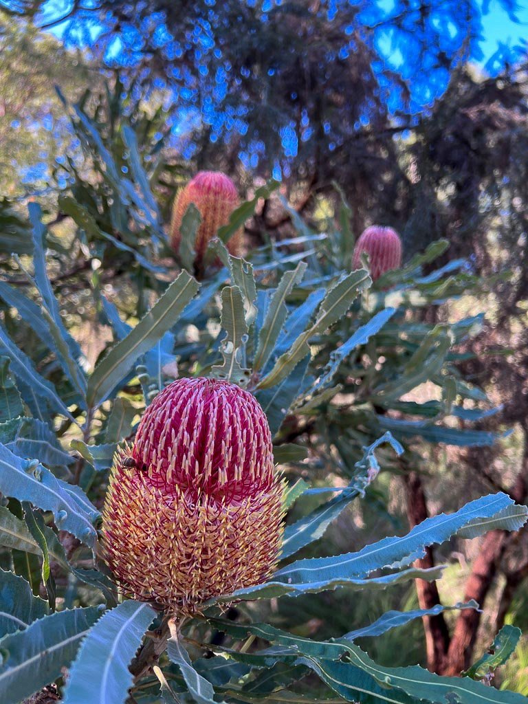 Close-up of a pink and yellow protea flower on a tree with spiny leaves and a background of blue sky and trees.